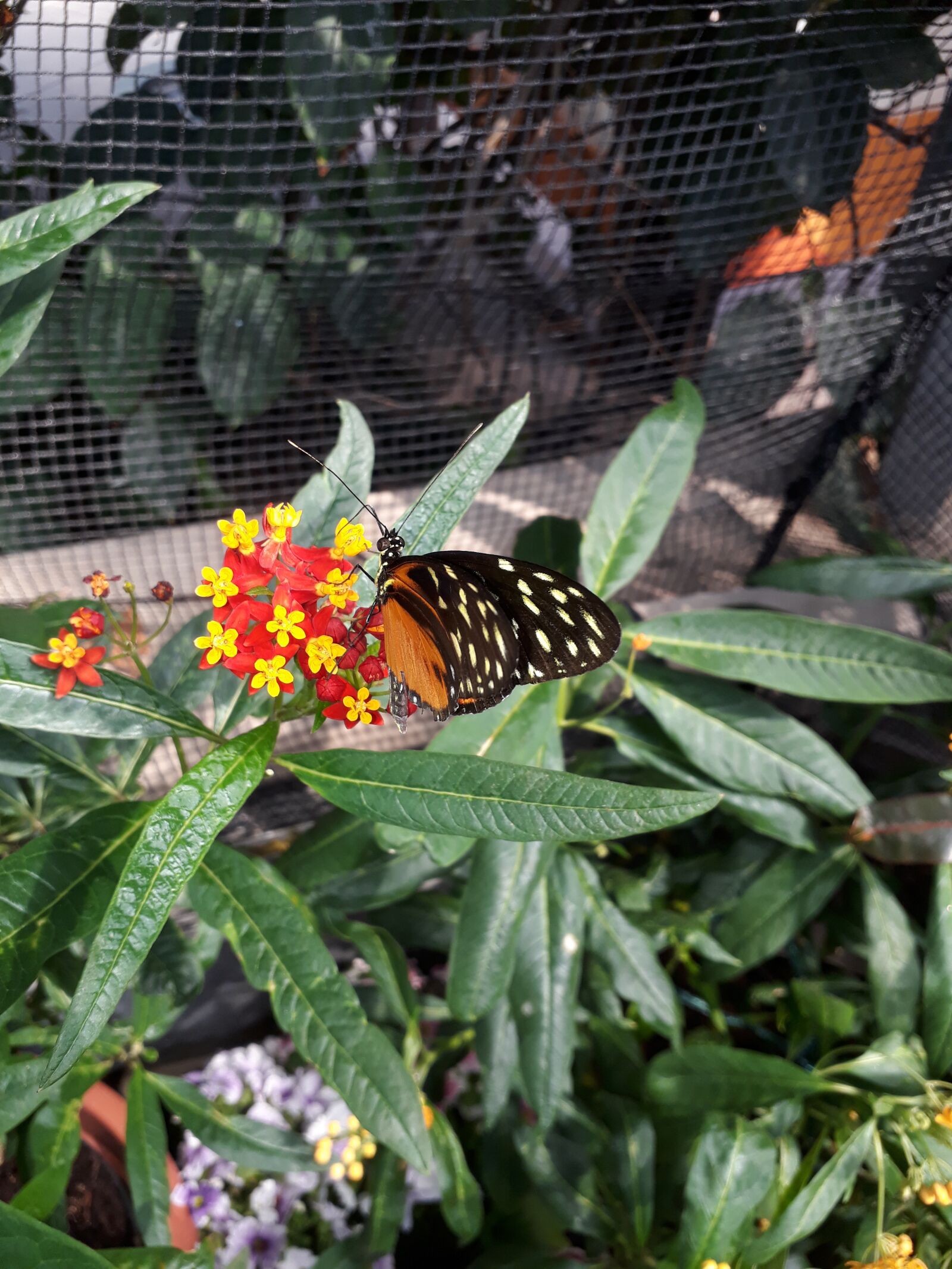 Samsung Galaxy A3(2017) sample photo. Butterfly, nature, insect photography