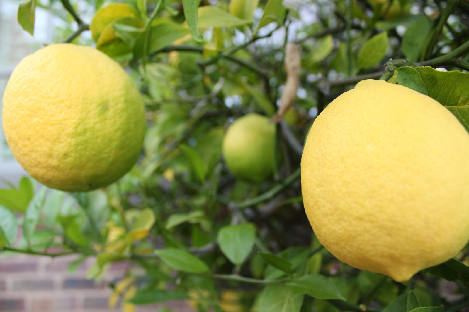 Canon EOS 1300D (EOS Rebel T6 / EOS Kiss X80) sample photo. Lemons photography