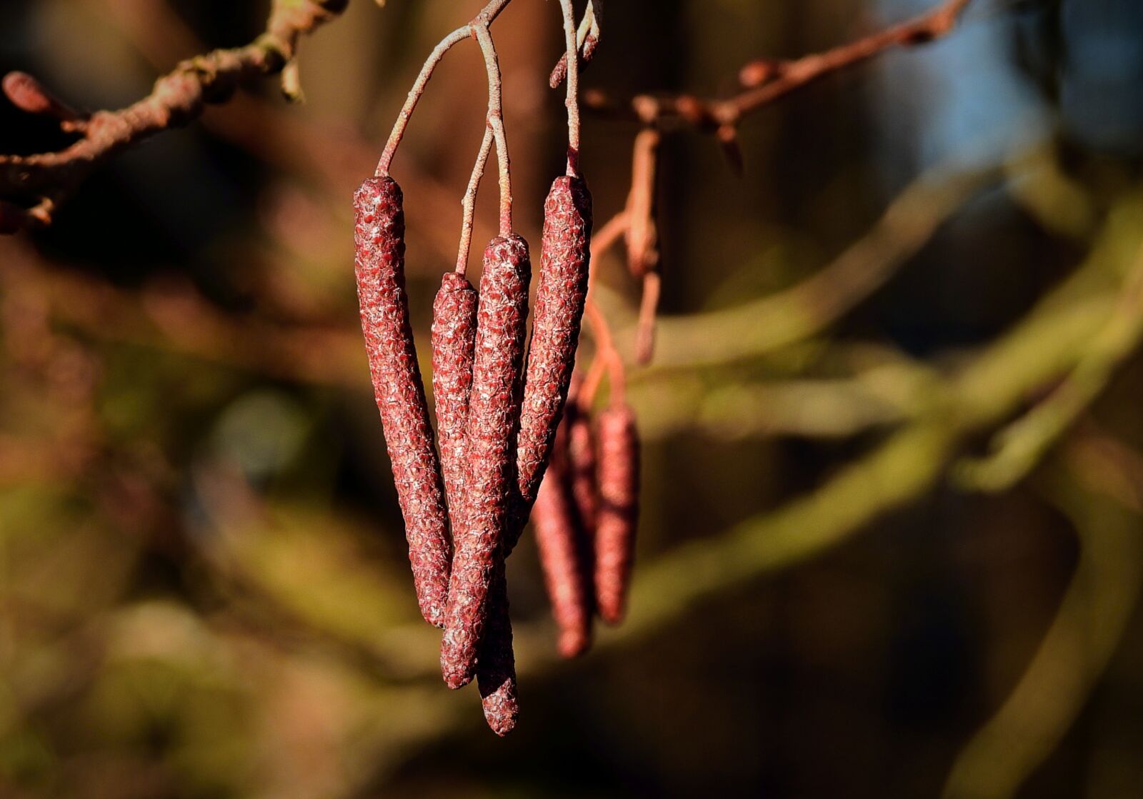 Nikon Coolpix P900 sample photo. Cones, nature, forest photography