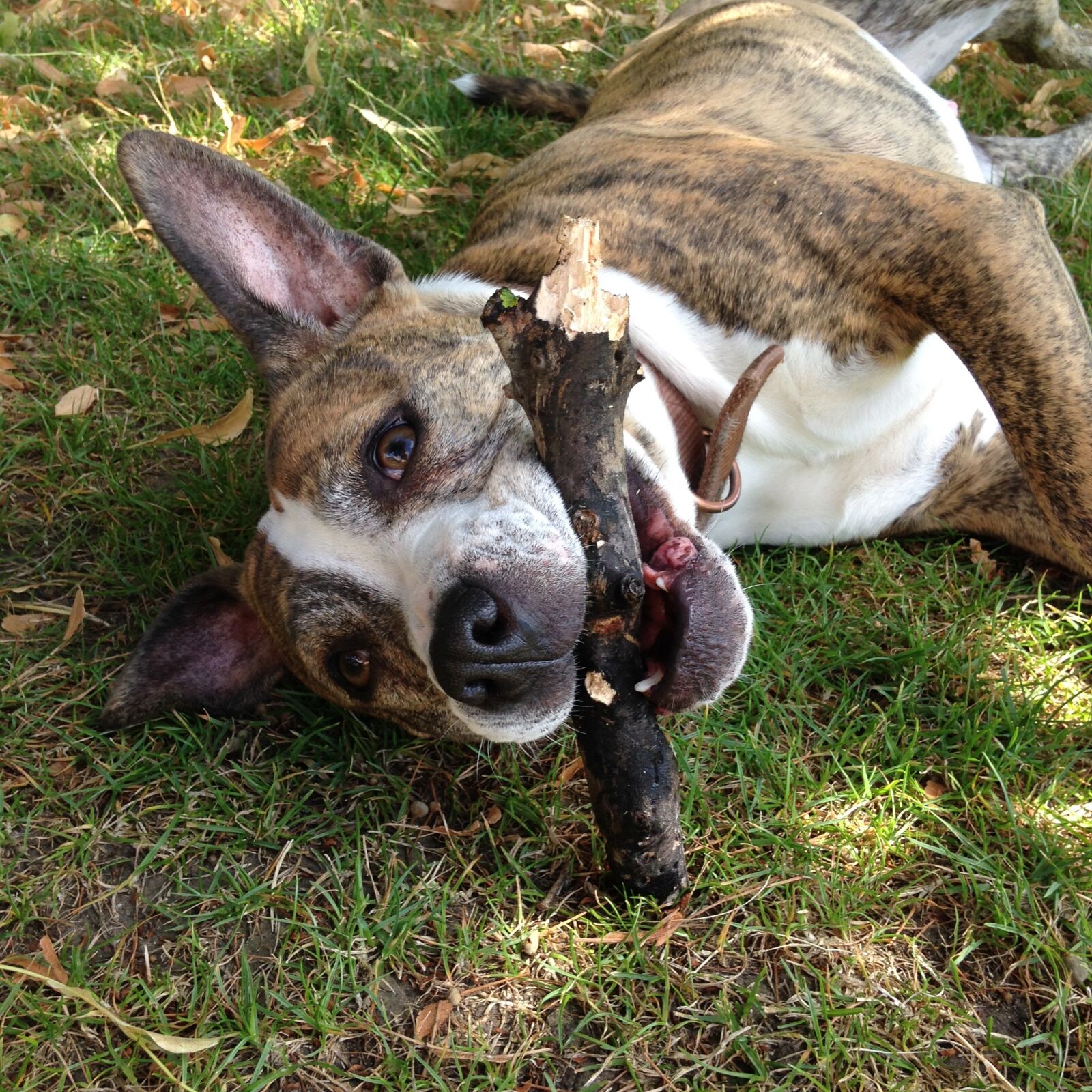 Apple iPhone 5c sample photo. Happy dog, staffy, staffordshire photography