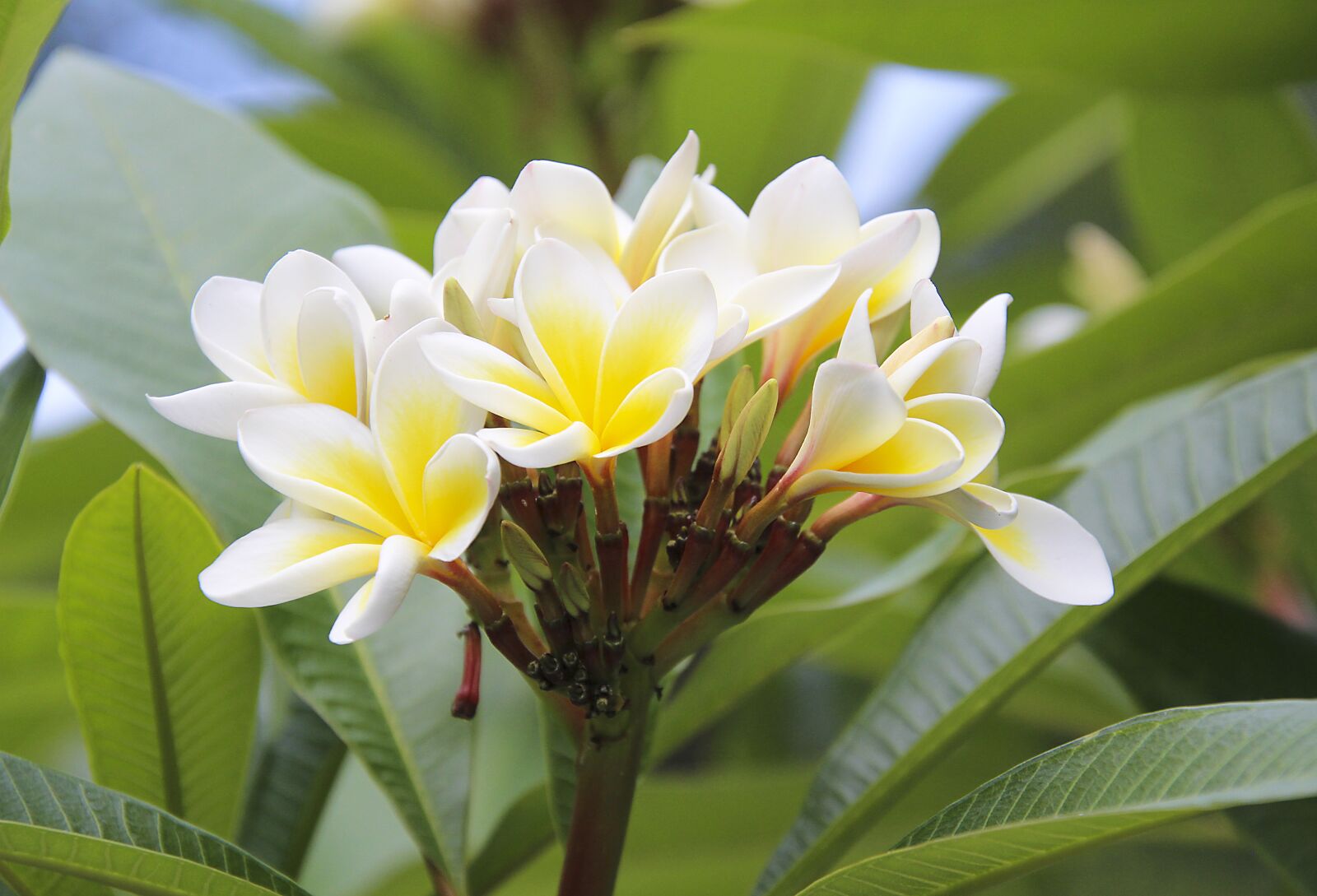 Canon EOS 700D (EOS Rebel T5i / EOS Kiss X7i) sample photo. Blossom, bloom, leaves photography