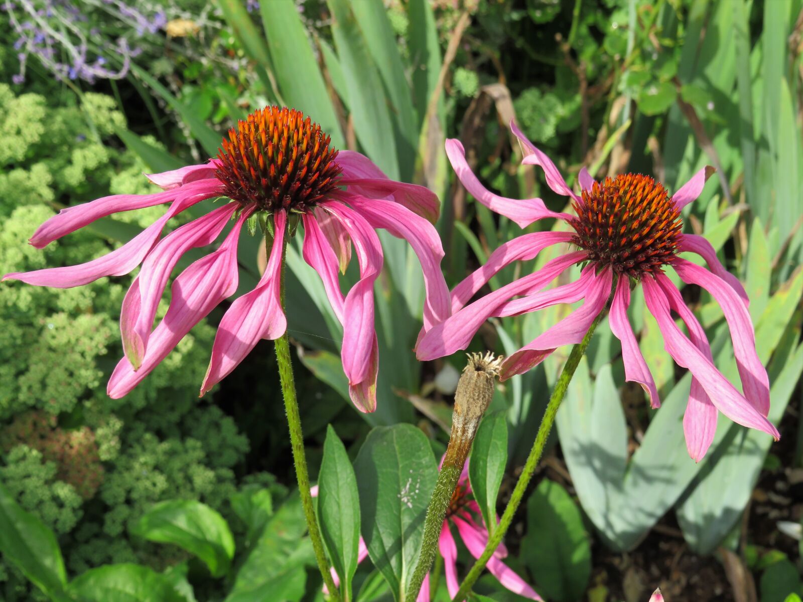 Canon PowerShot SX540 HS sample photo. Echinacea, flowers, purple photography
