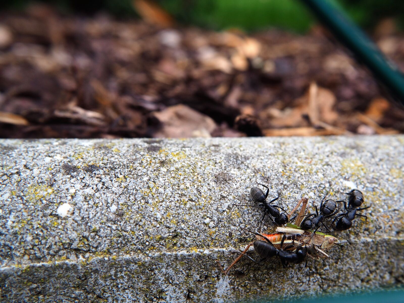 Olympus OM-D E-M10 sample photo. Ants, grasshopper, eat photography