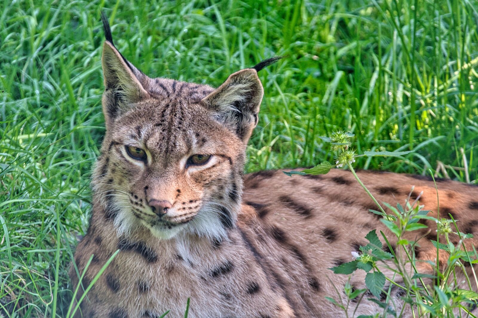 Nikon D7500 sample photo. Lynx, eurasian lynx, big photography