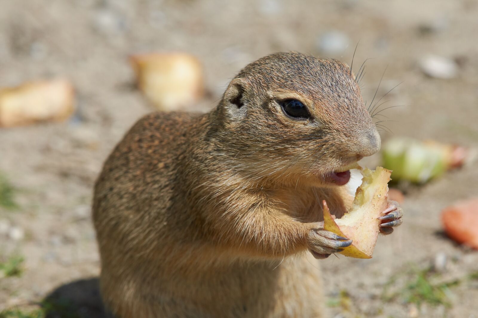 Nikon AF-S Nikkor 200-500mm F5.6E ED VR sample photo. Gophers, eat, cute photography
