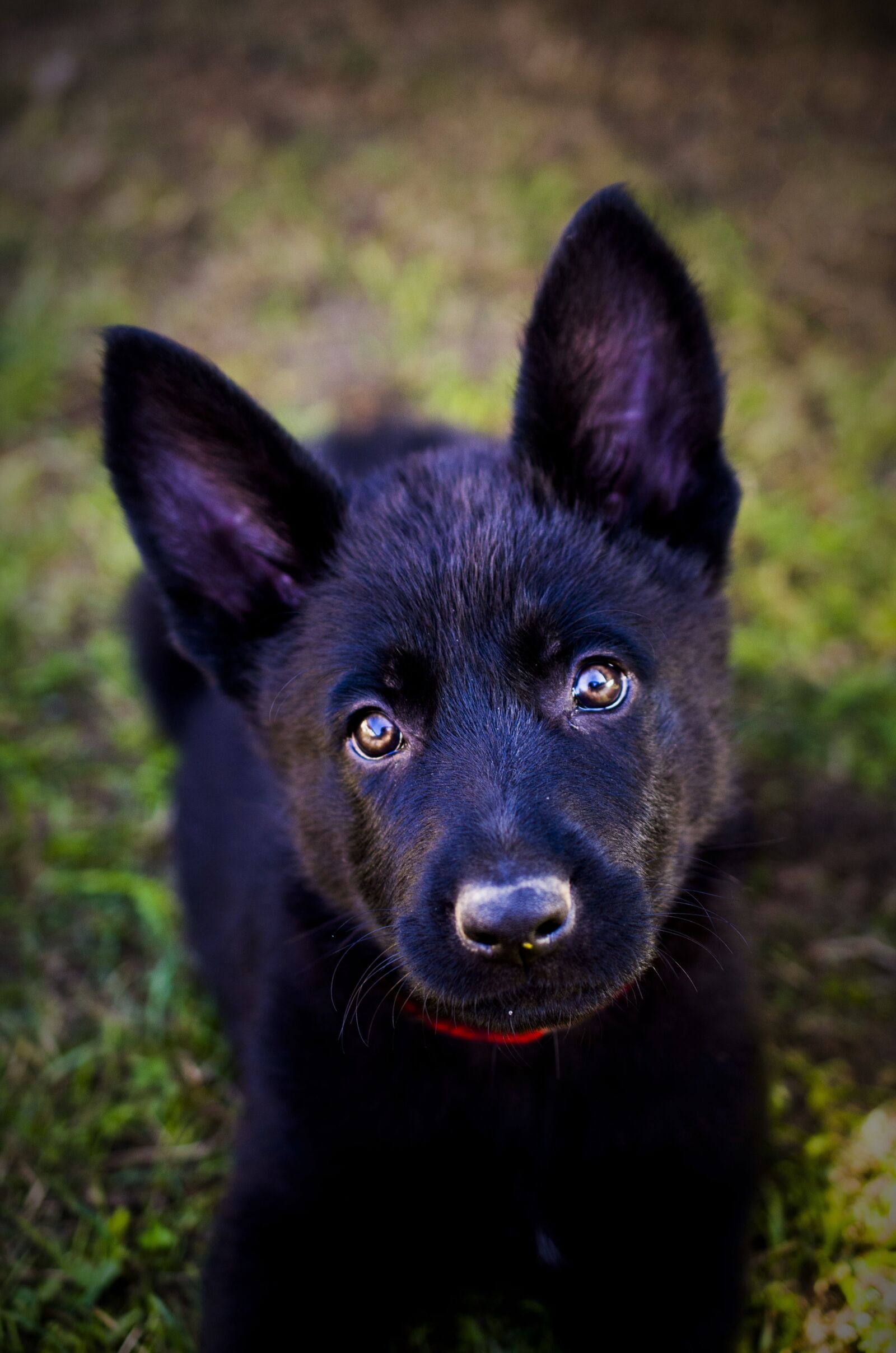 Nikon D7000 sample photo. German shepherd, puppy, animal photography