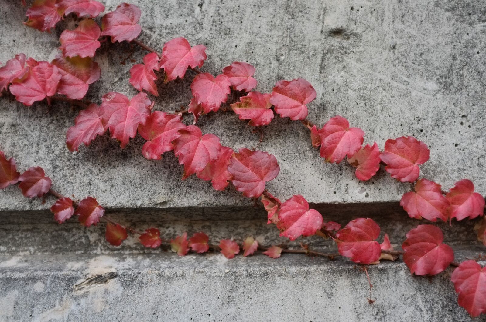 Fujifilm FinePix X100 sample photo. Autumn, pool, wall photography
