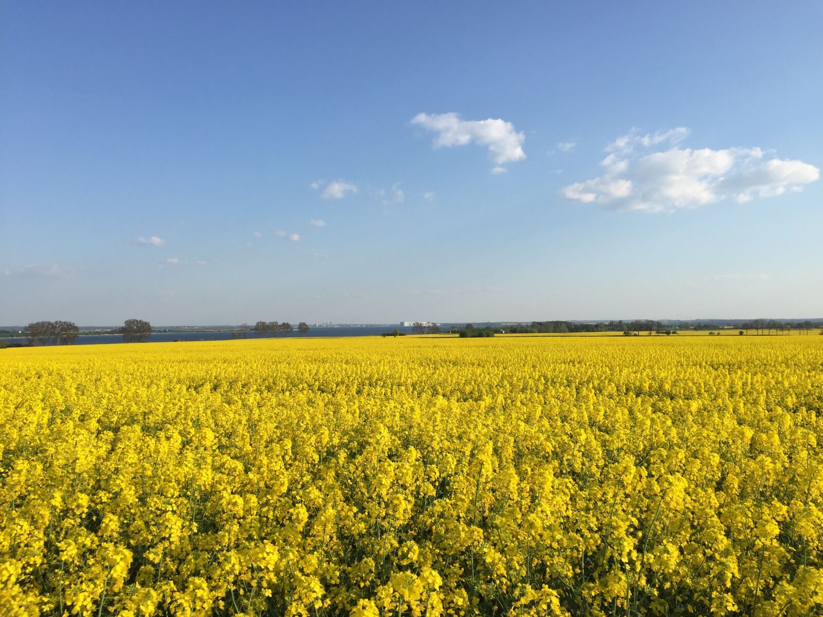 Apple iPhone 6 sample photo. Werft wismar, field of photography