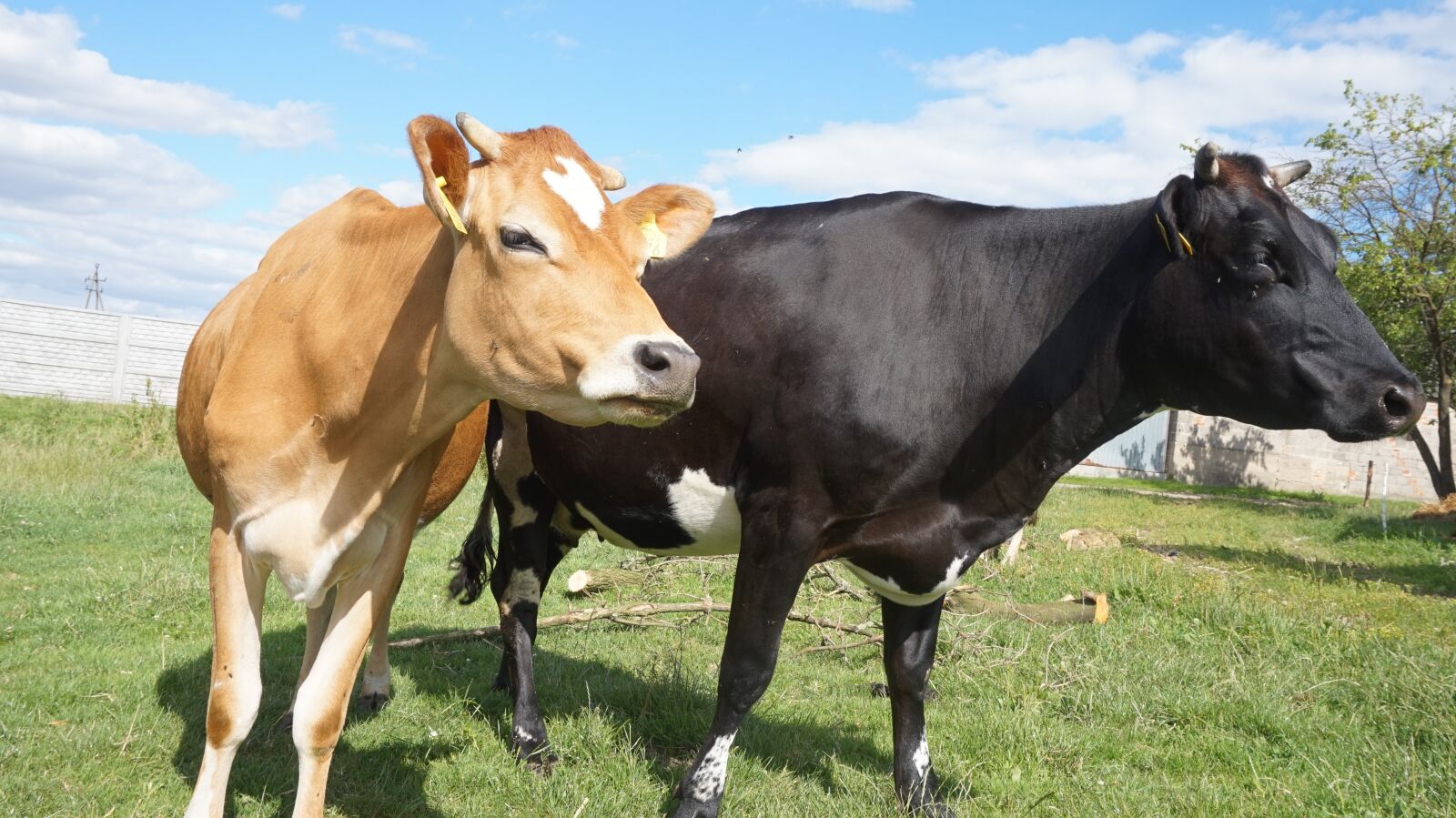 Sony Alpha a5000 (ILCE 5000) sample photo. Cows, animal, meadow photography