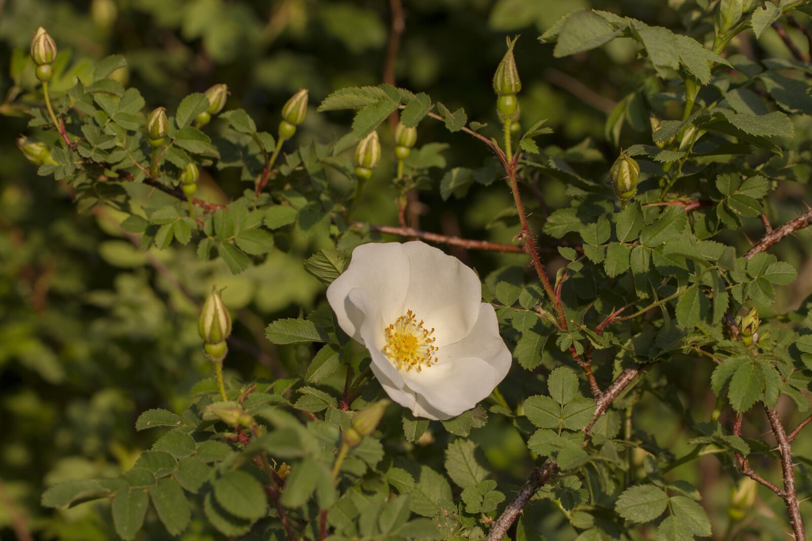 Tamron SP AF 60mm F2 Di II LD IF Macro sample photo. Wild rose, bloom, white photography