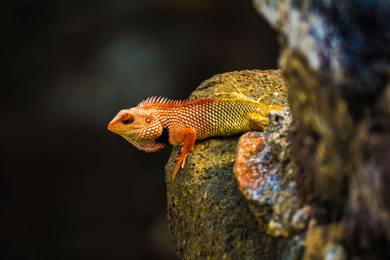 Nikon D5200 sample photo. Chamilion, colorful, nature photography