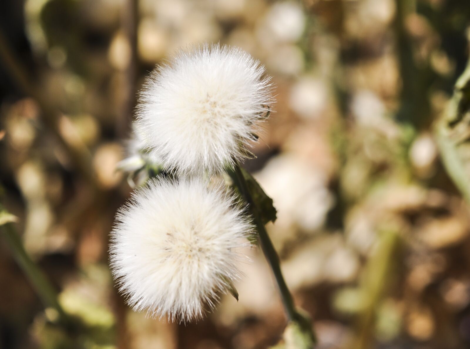 Nikon D90 sample photo. Nature, flora, flower photography
