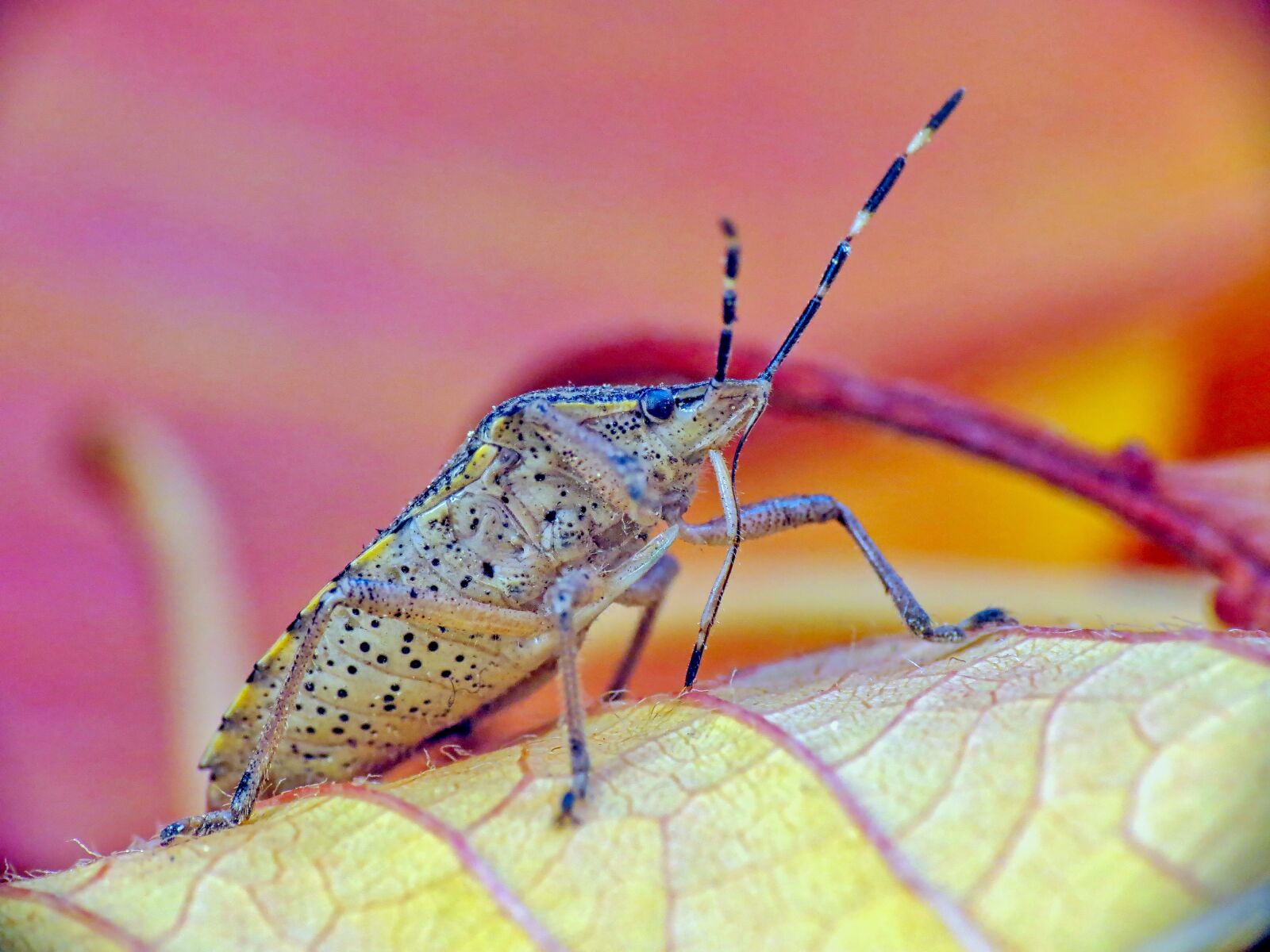 Canon PowerShot SX40 HS sample photo. Bug, insect, nature photography