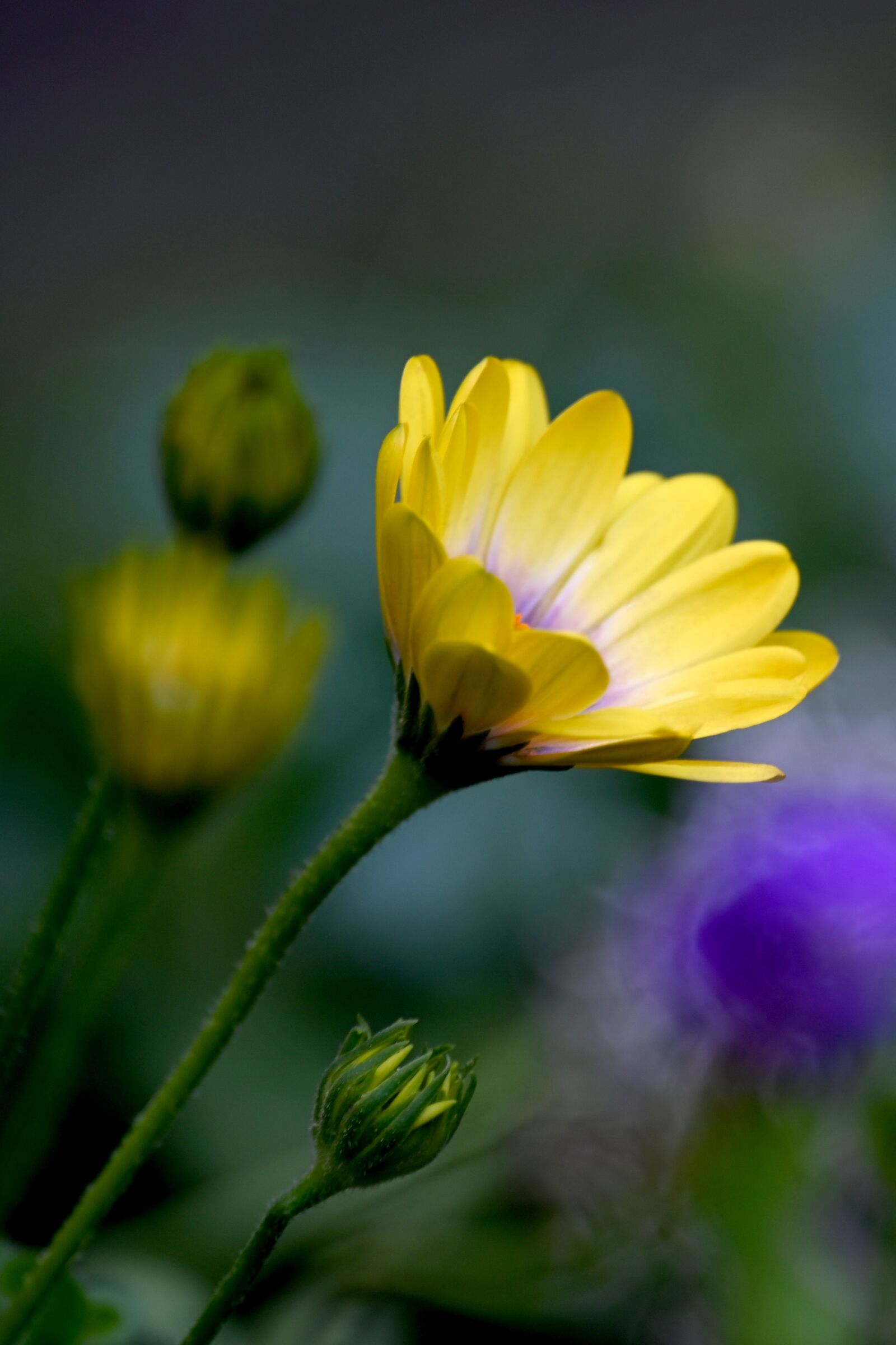 Nikon Z6 sample photo. Marguerite, flower, blossom photography