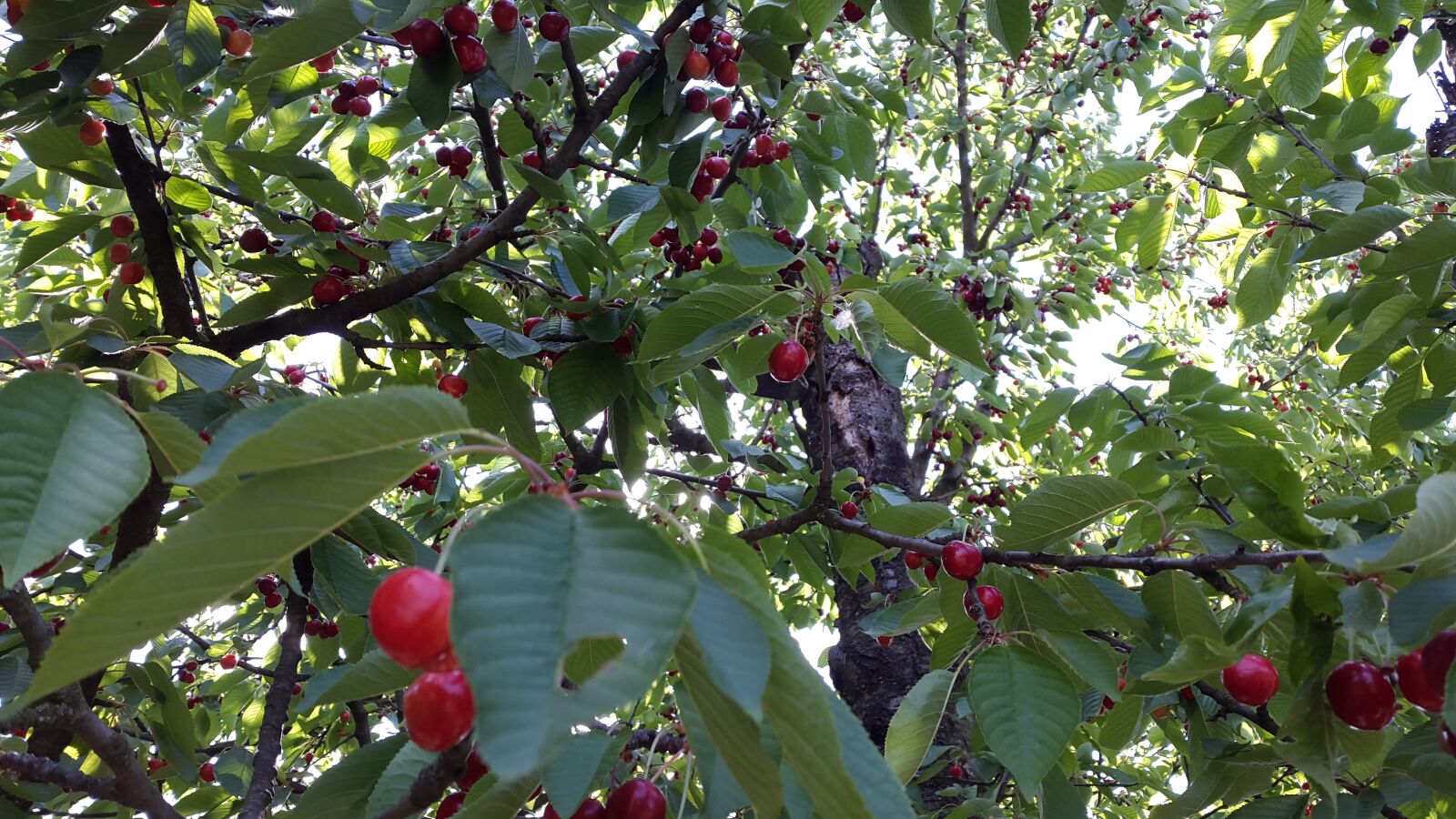 Samsung Galaxy Alpha sample photo. Cherry, fruit, nature photography