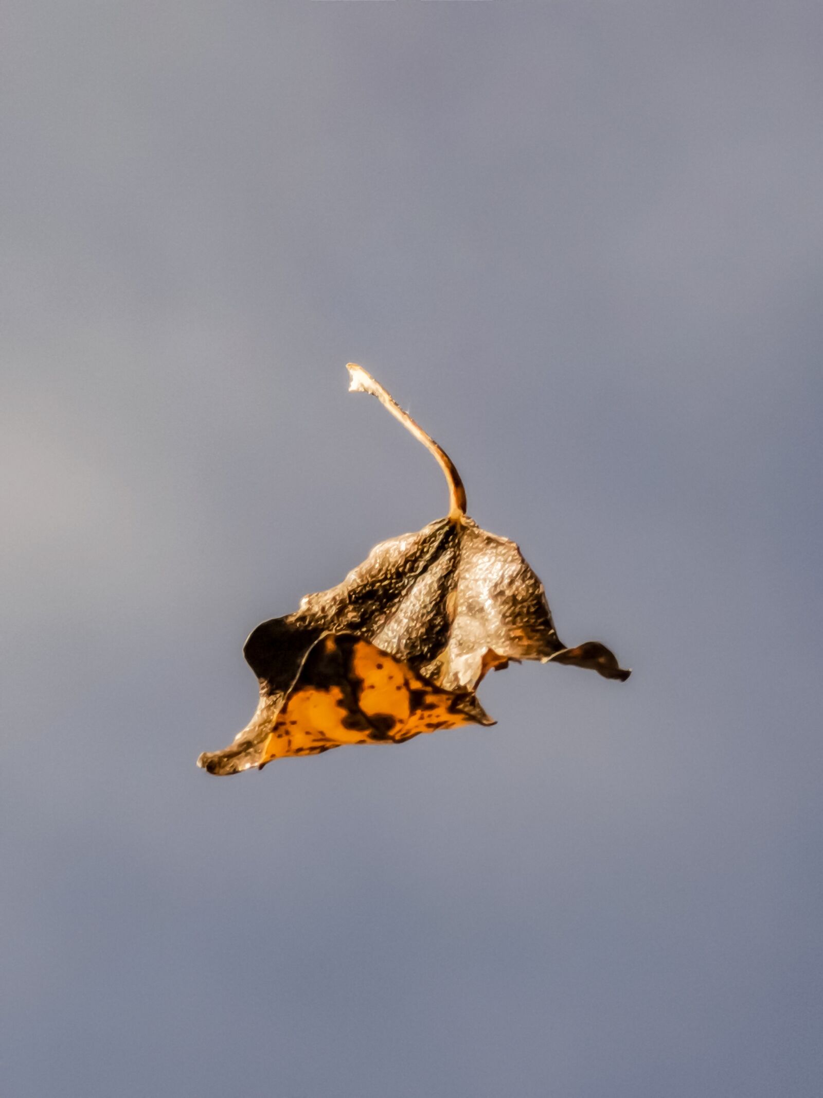 HUAWEI VOG-L29 sample photo. Autumn, leaf, the last photography