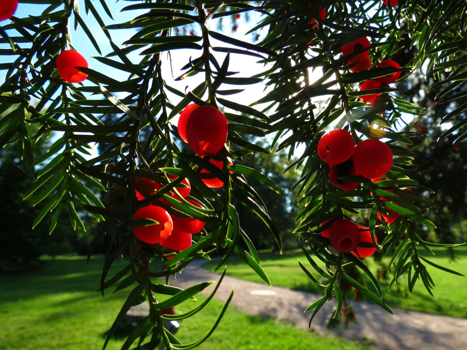 Canon PowerShot SX40 HS sample photo. Yew, conifer, european yew photography