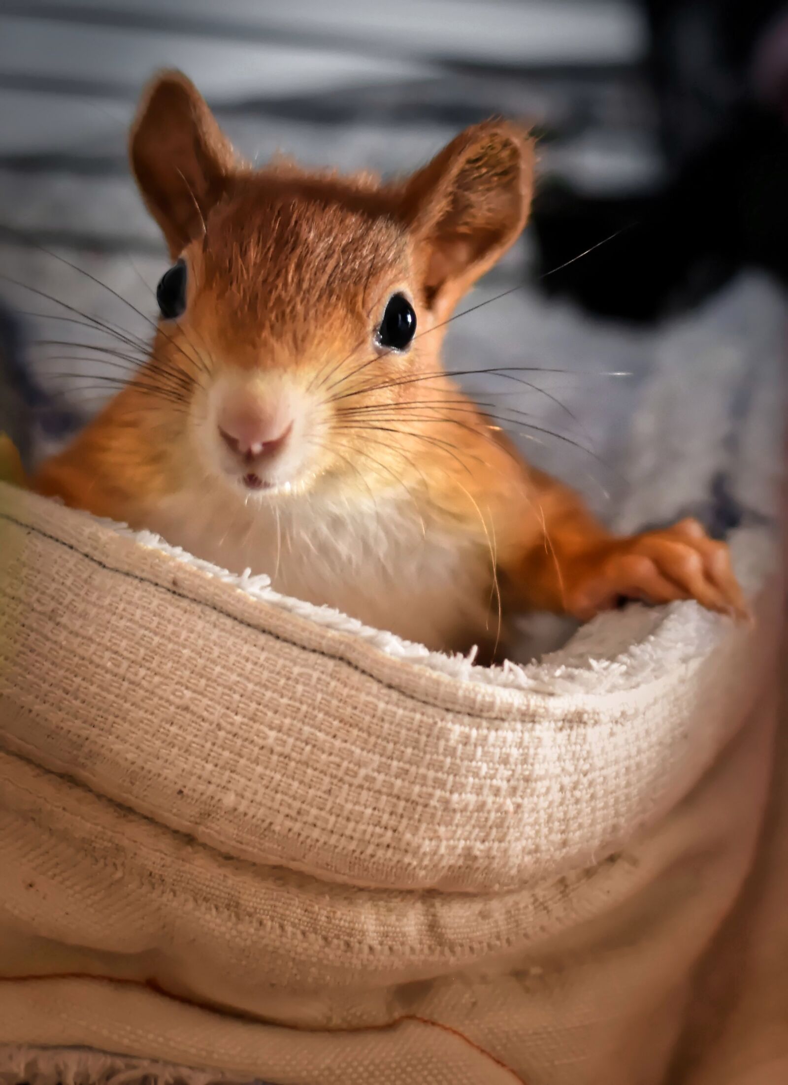 Nikon D7200 sample photo. Squirrel, young animal, small photography