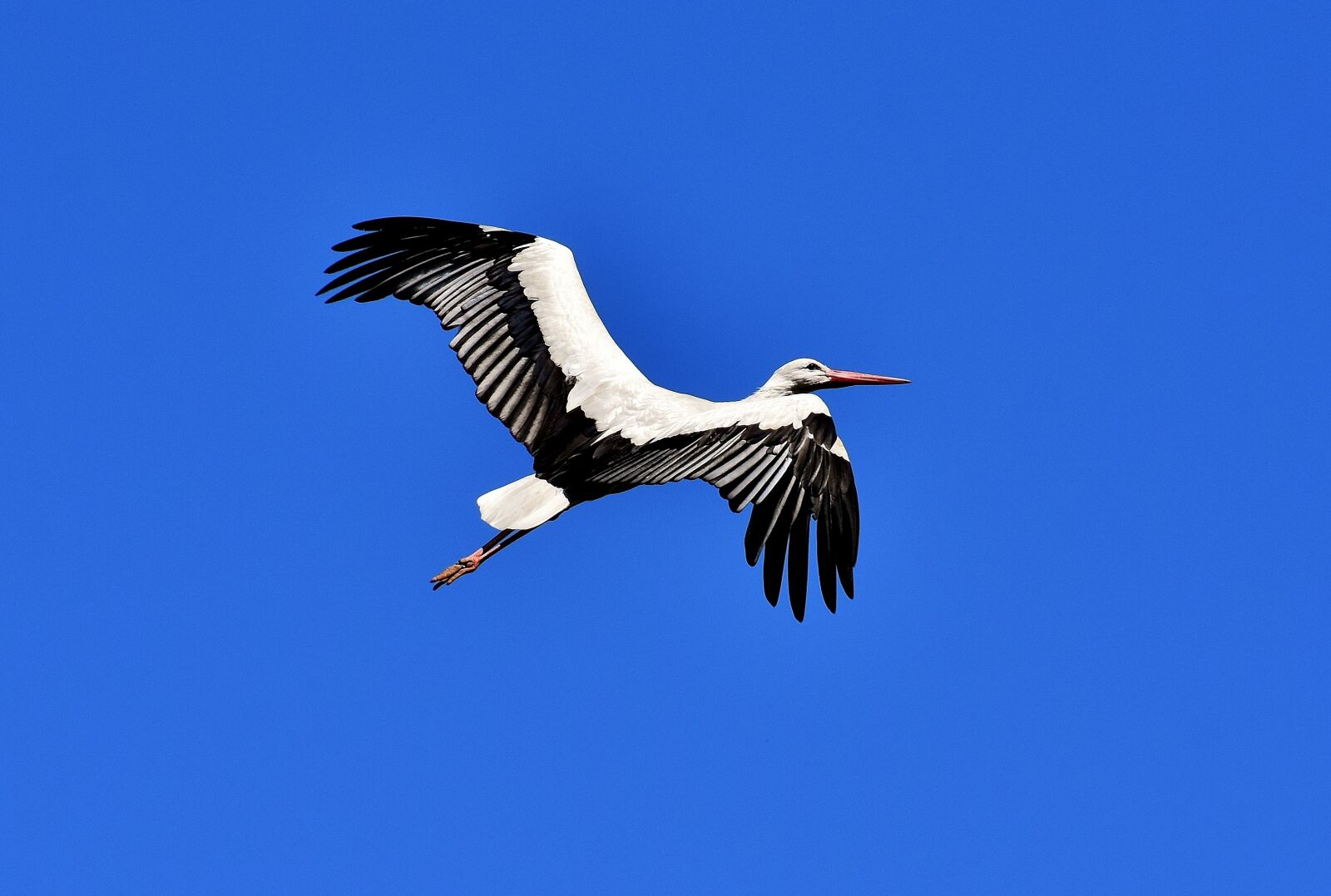 Nikon D7200 sample photo. Stork, flying, wing photography