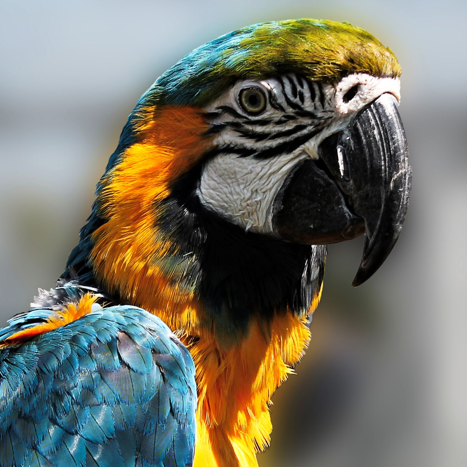 Canon EOS 1100D (EOS Rebel T3 / EOS Kiss X50) sample photo. Parrot, bird, ara photography