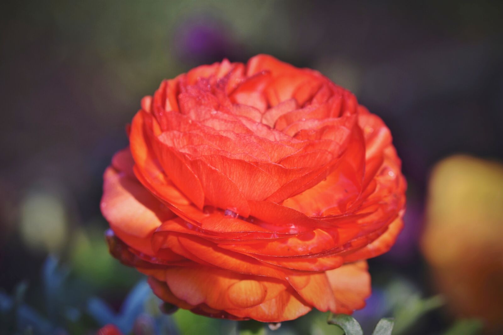 Nikon D7200 sample photo. Ranunculus, flower, blossom photography