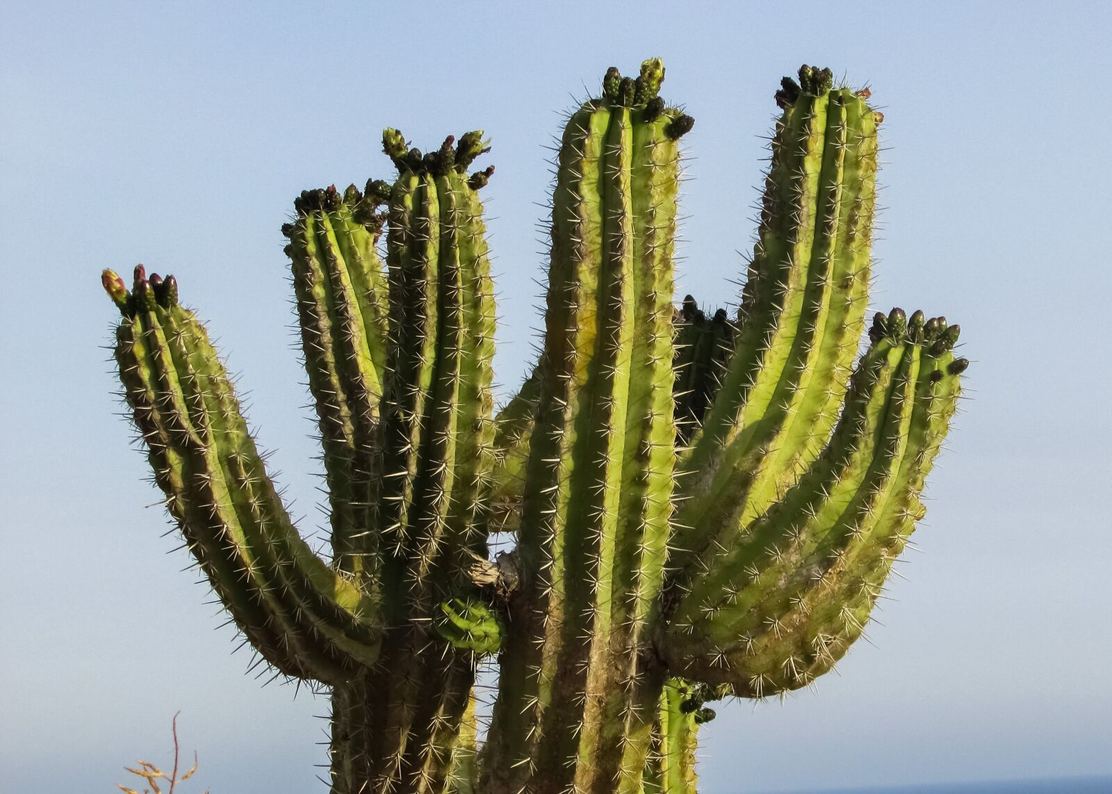 Canon PowerShot SX400 IS sample photo. Cyprus, ayia napa, cactus photography