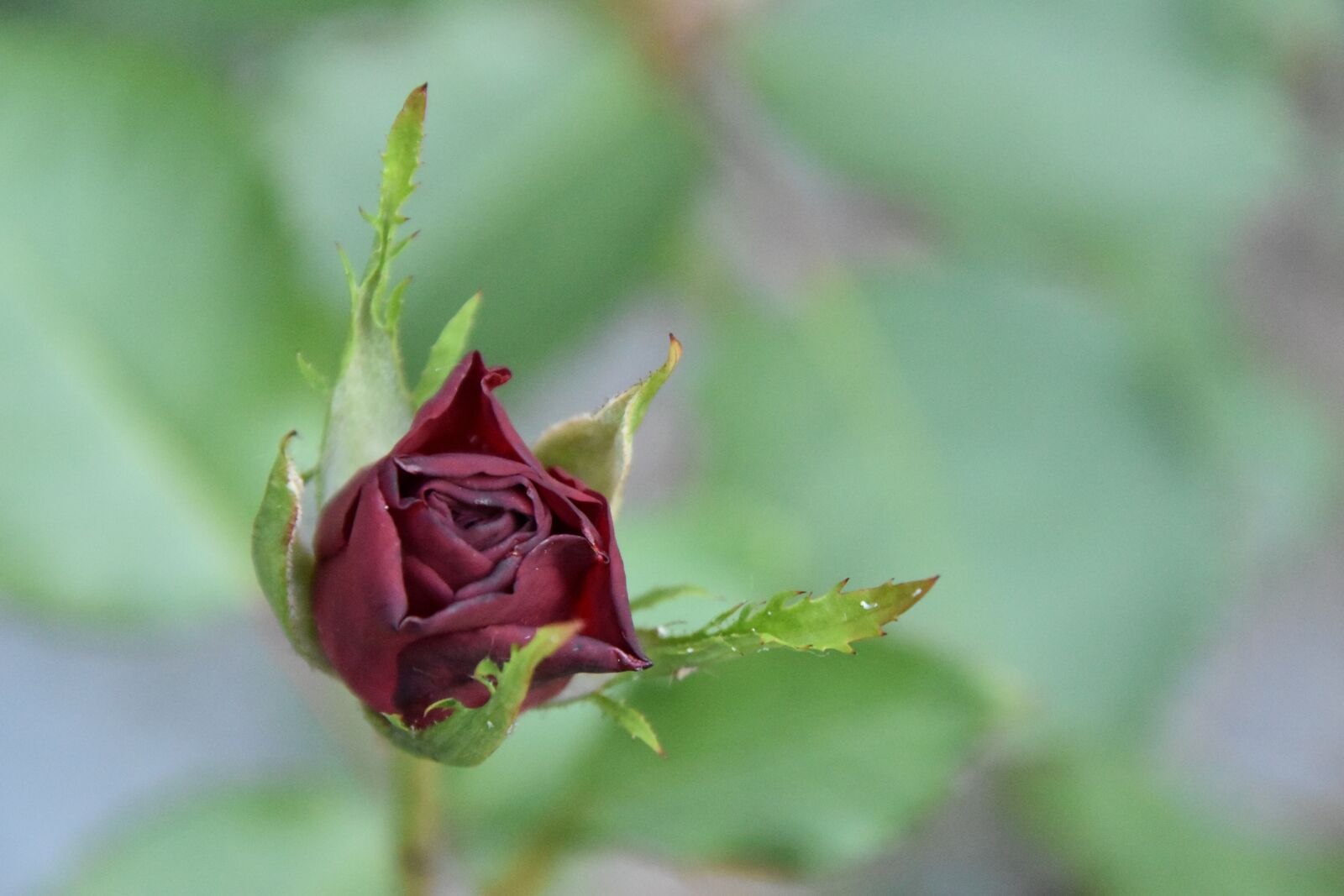 Nikon D5600 sample photo. Plant, nature, pink photography