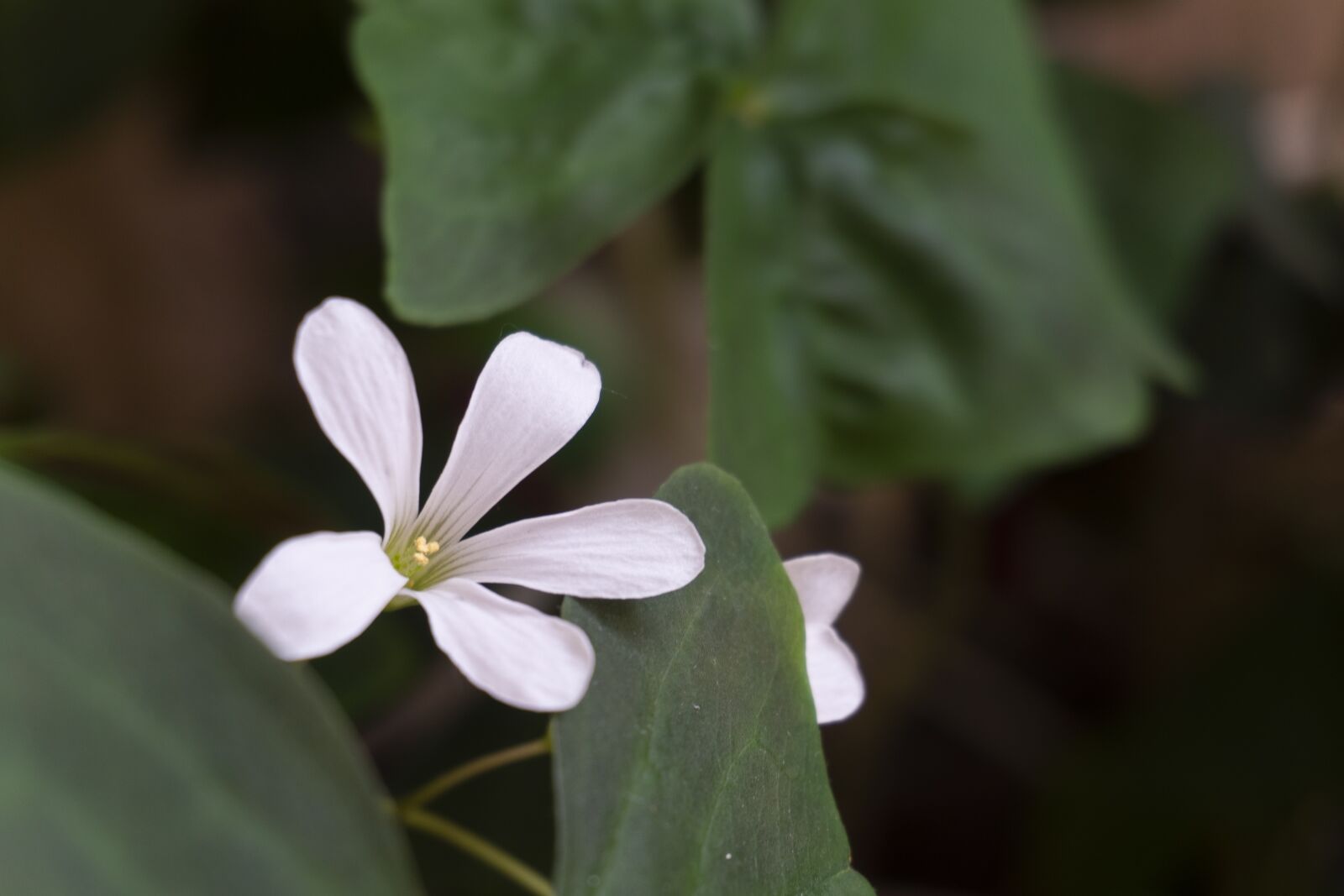 Sony a6300 sample photo. Flower, nature, green photography
