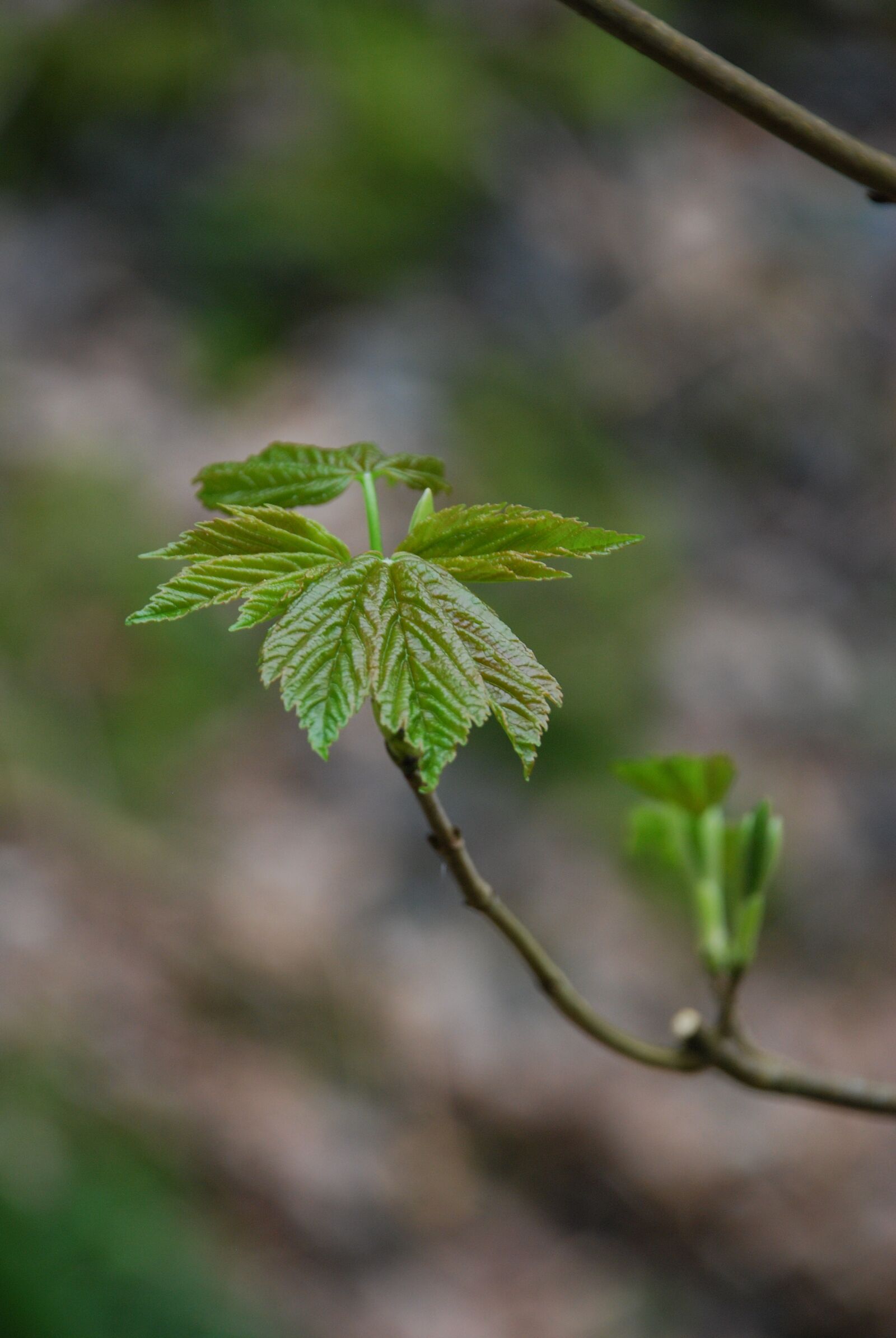 Nikon D80 sample photo. Sycamore, sapling, bud photography