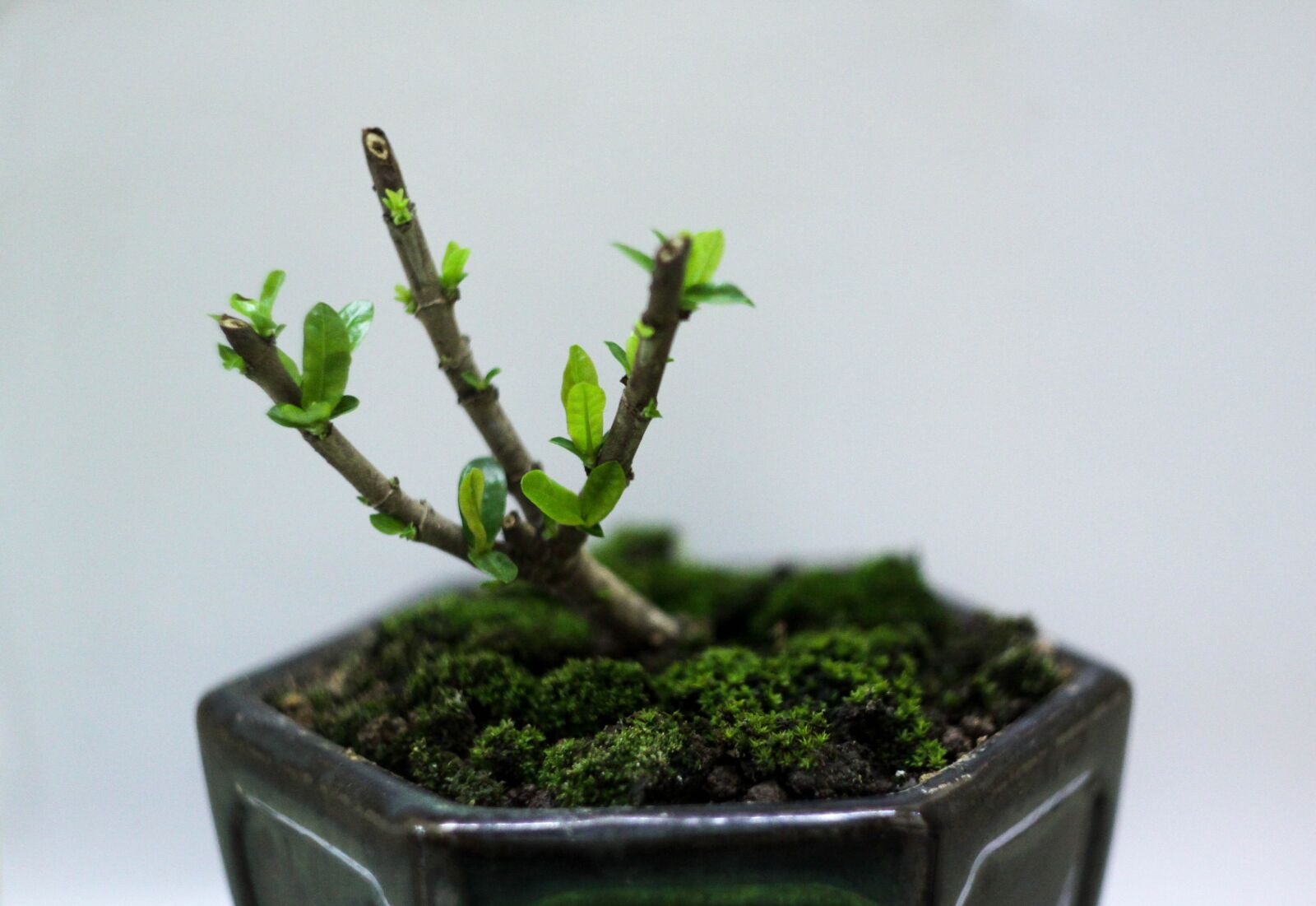 Canon EOS 50D sample photo. Bonsai, mini tree, tree photography