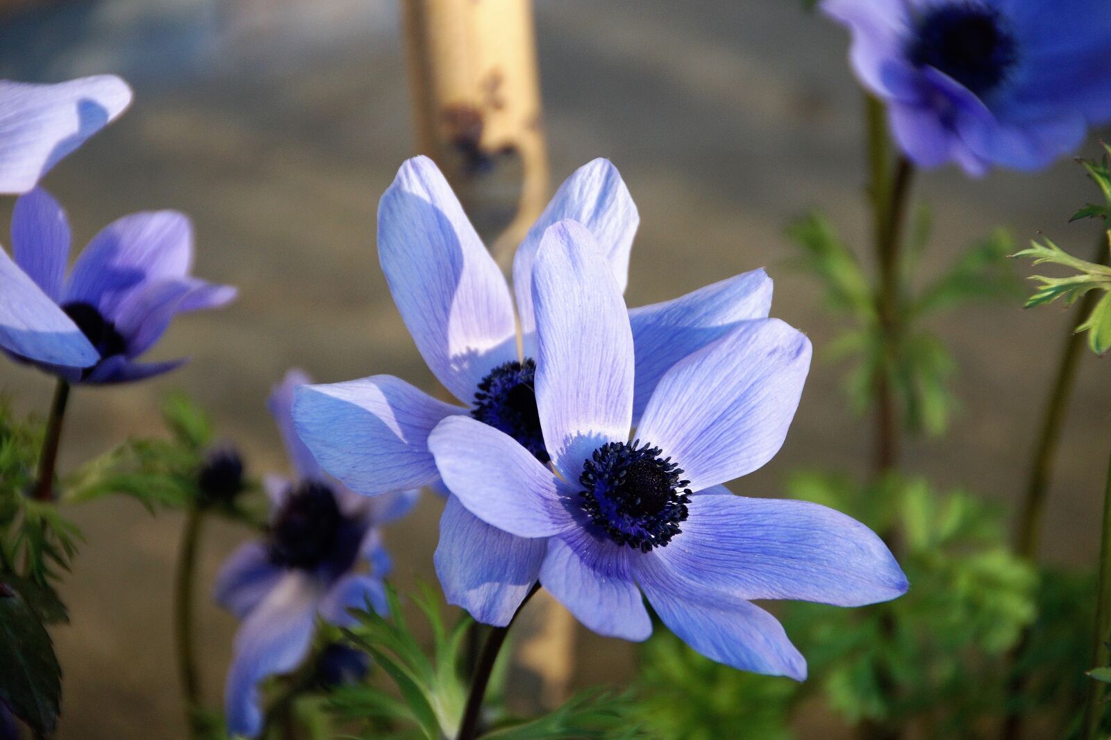 Sony SLT-A58 sample photo. Anemone, věncová, jerusalem photography