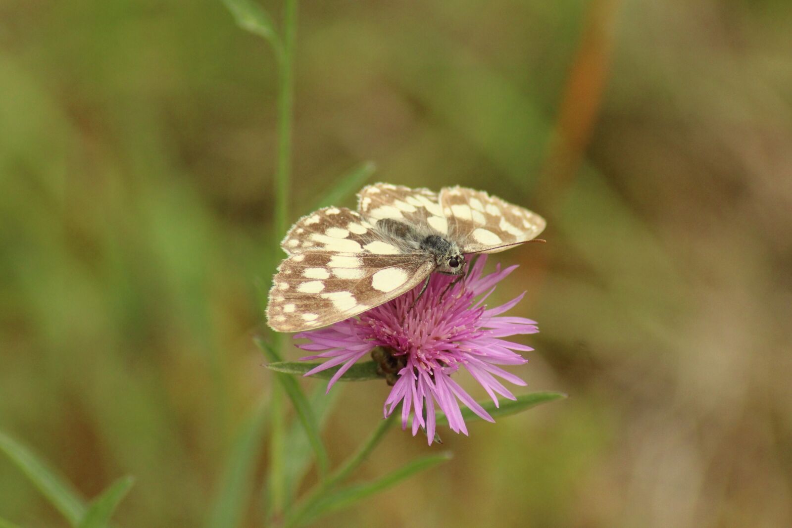 Canon EOS 1300D (EOS Rebel T6 / EOS Kiss X80) sample photo. Nature, insect, butterfly photography