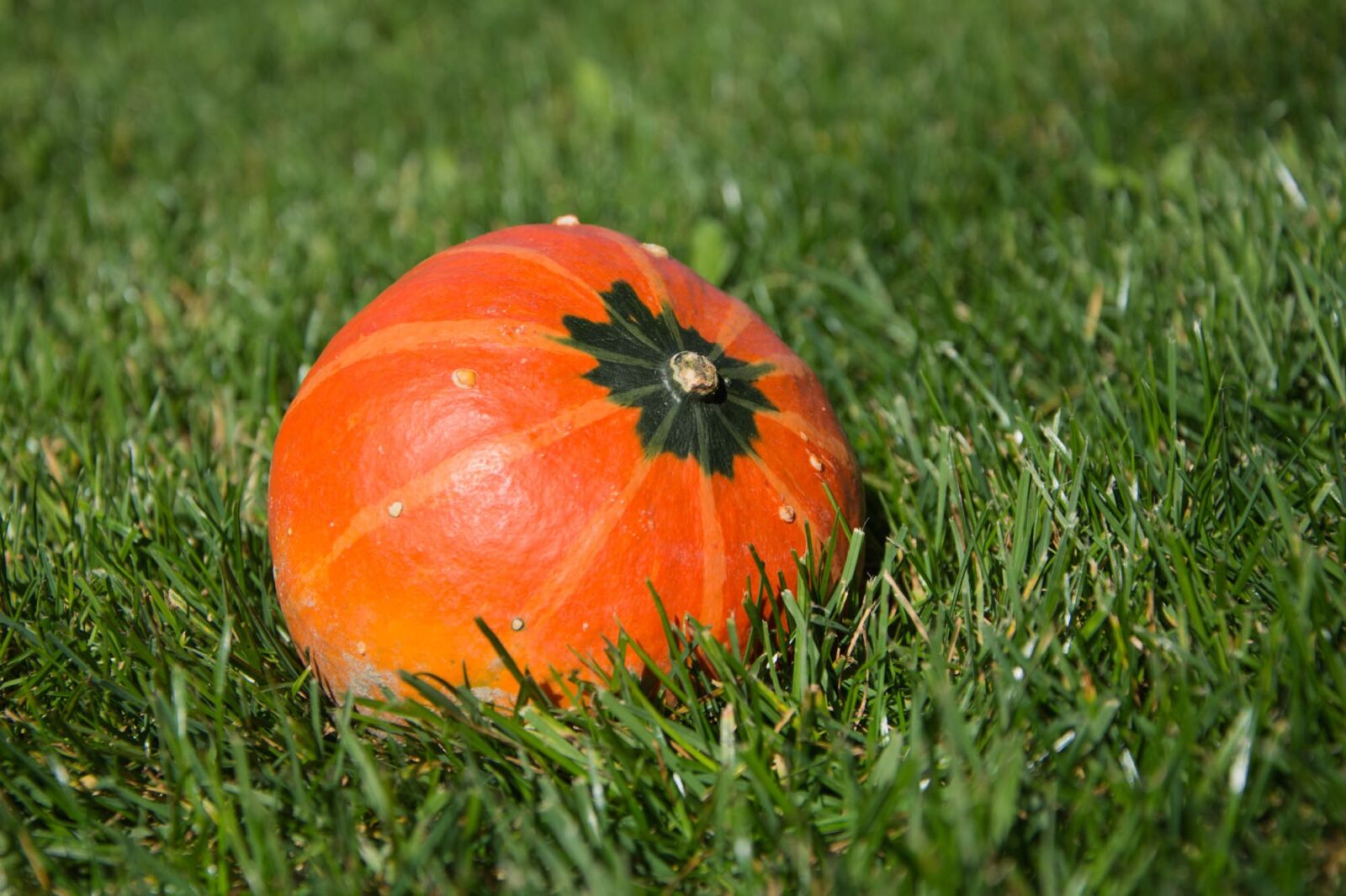 Nikon D7200 sample photo. Squash, fruit, fall photography