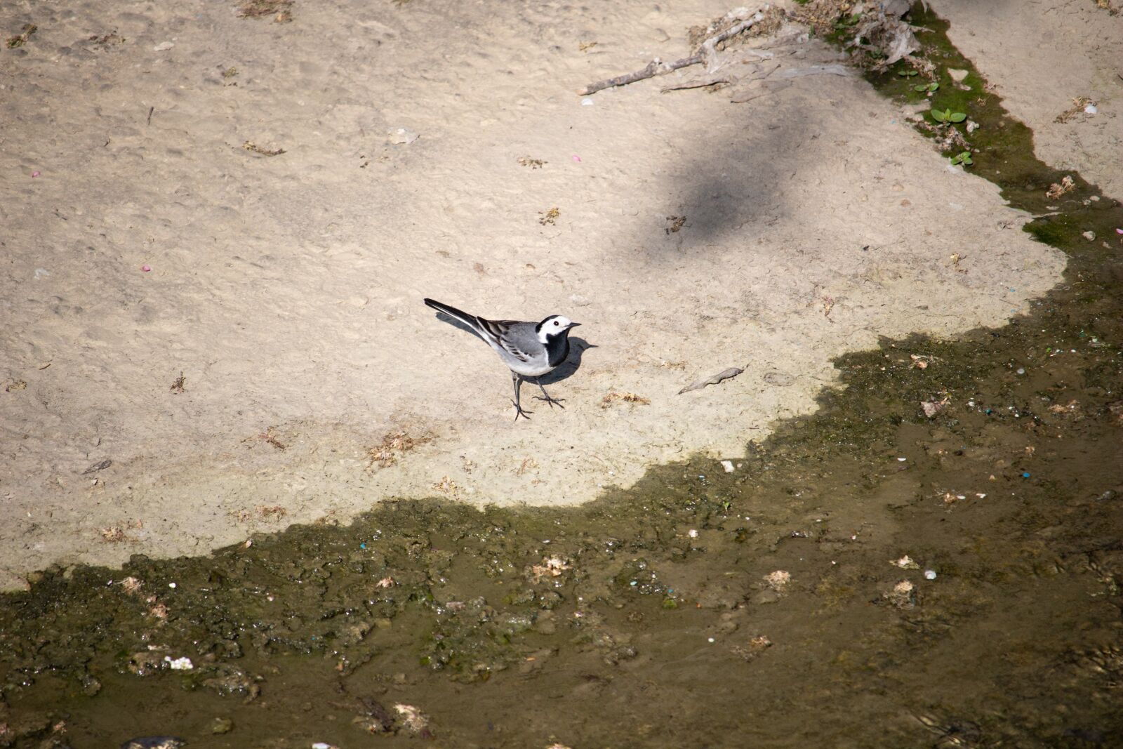 Canon EOS 100D (EOS Rebel SL1 / EOS Kiss X7) sample photo. White wagtail, bird, songbird photography