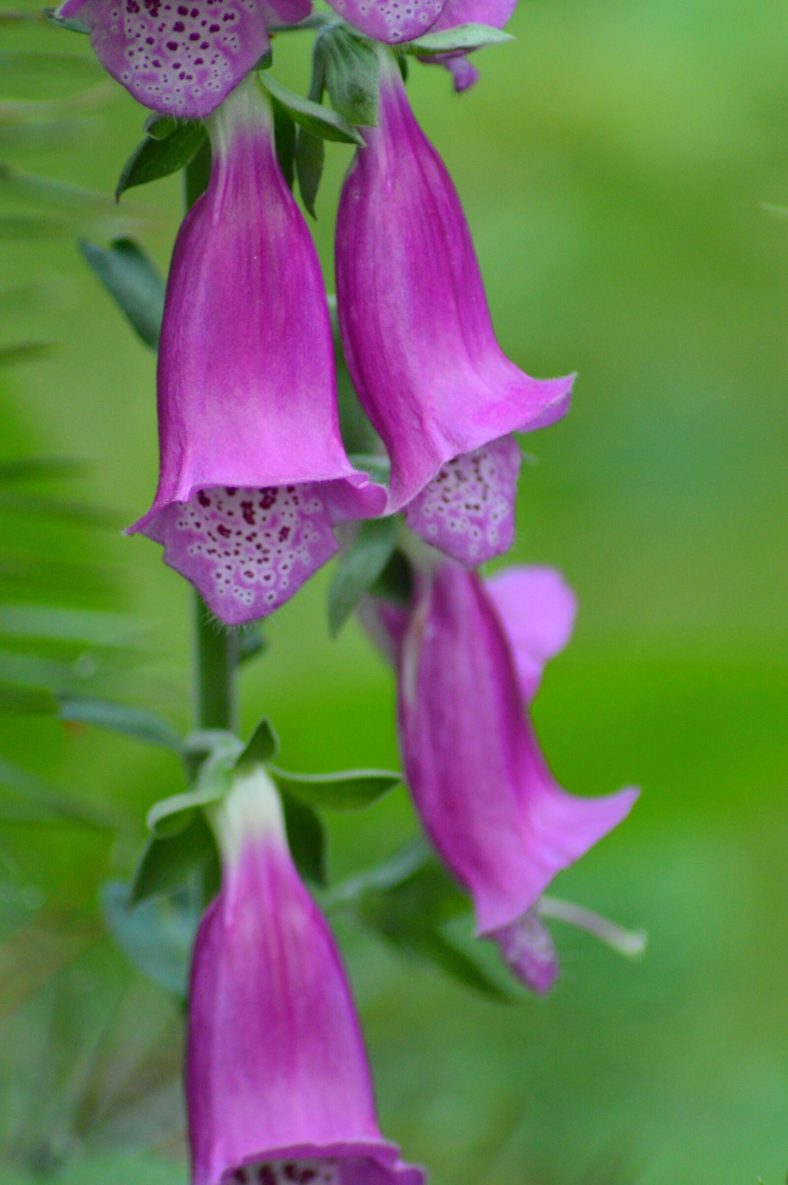 Nikon D3200 sample photo. Flower, green, purple photography