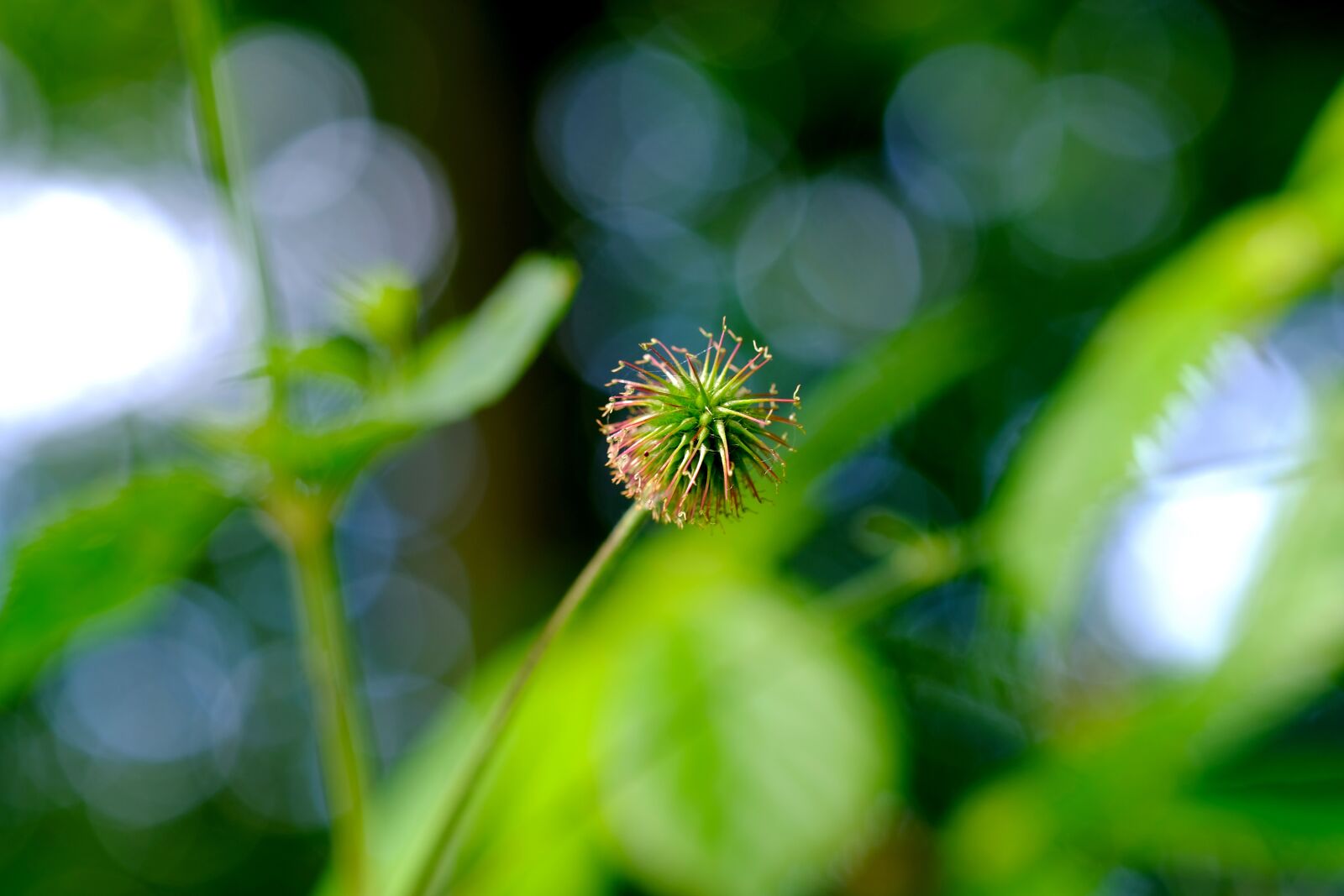 Fujifilm X-T20 sample photo. Burdock, forest, nature photography