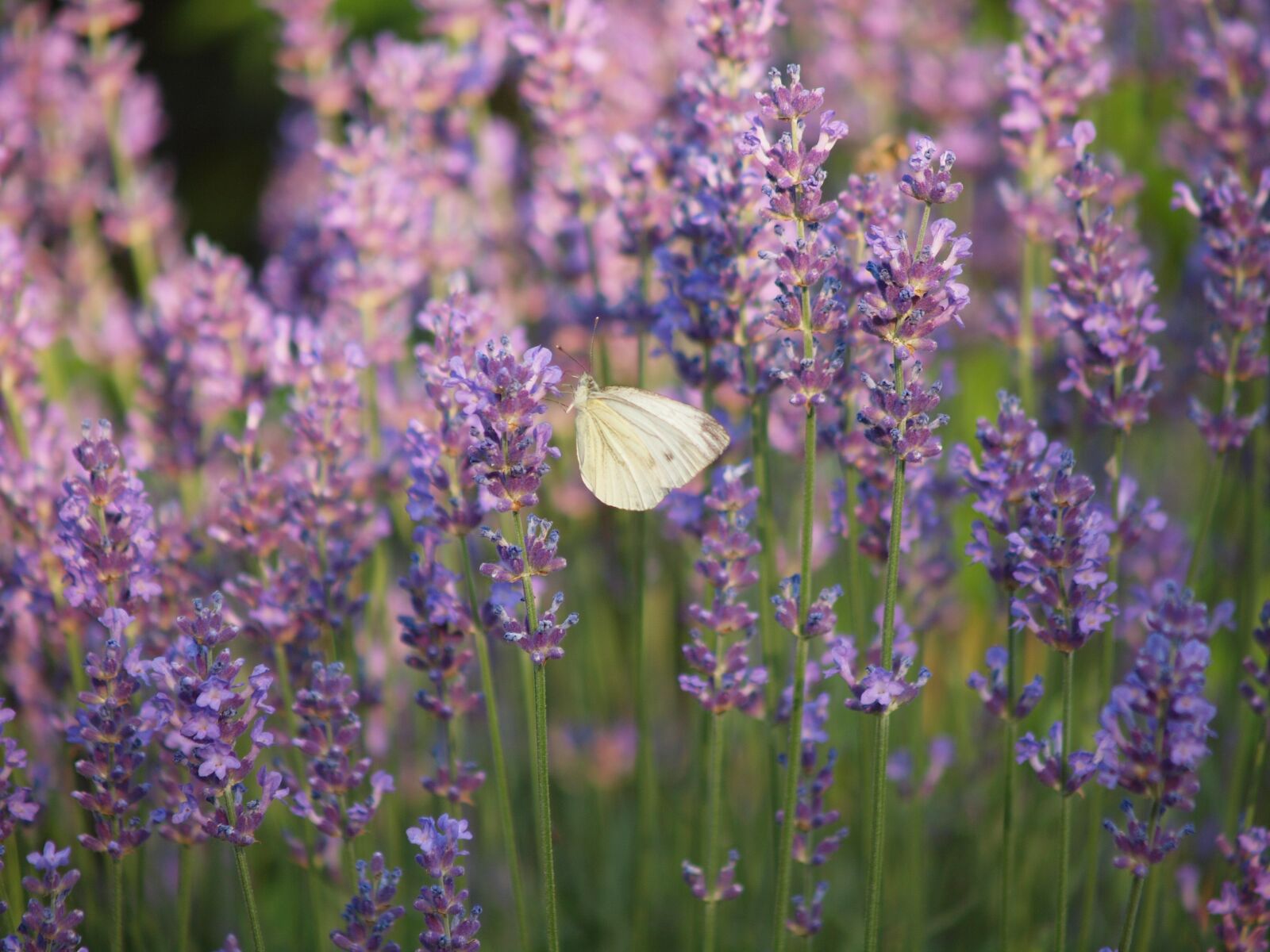 Olympus E-600 (EVOLT E-600) sample photo. Butterfly, lavender, flower photography
