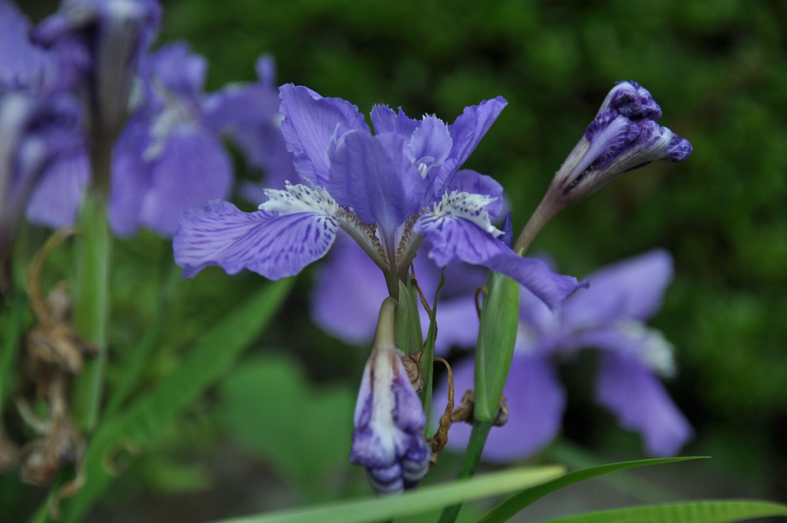 Nikon D90 sample photo. Orchids, purples, flower photography