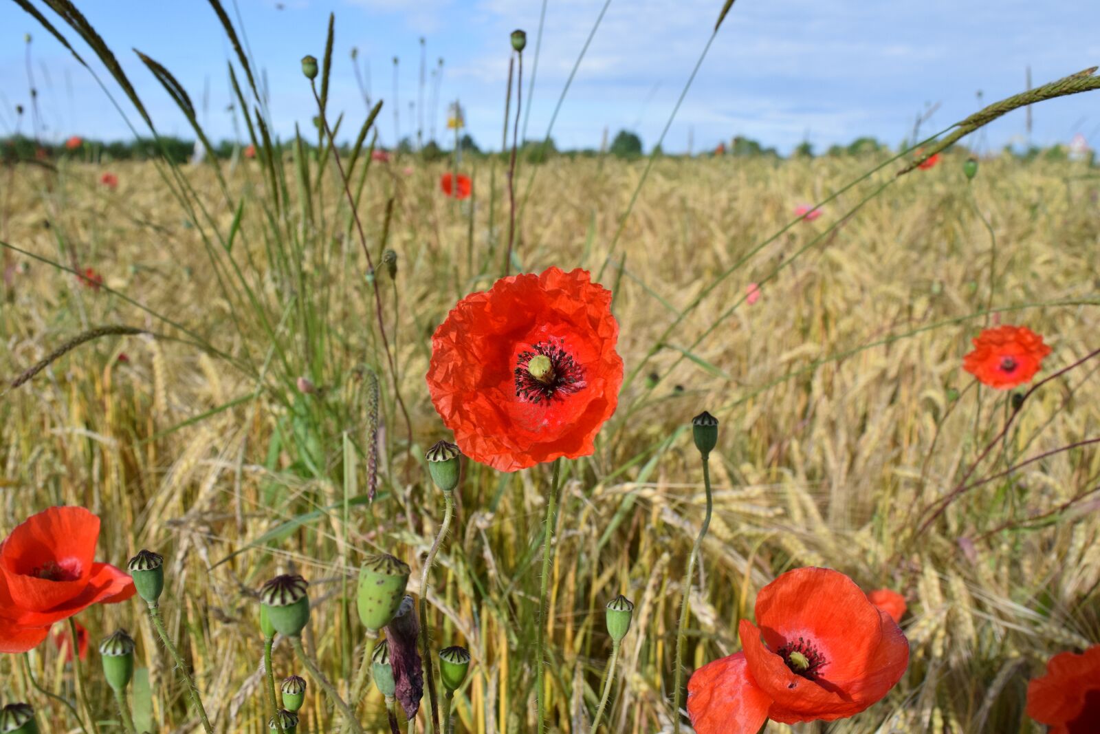 Nikon D3300 sample photo. Poppy, cornfield, nature photography