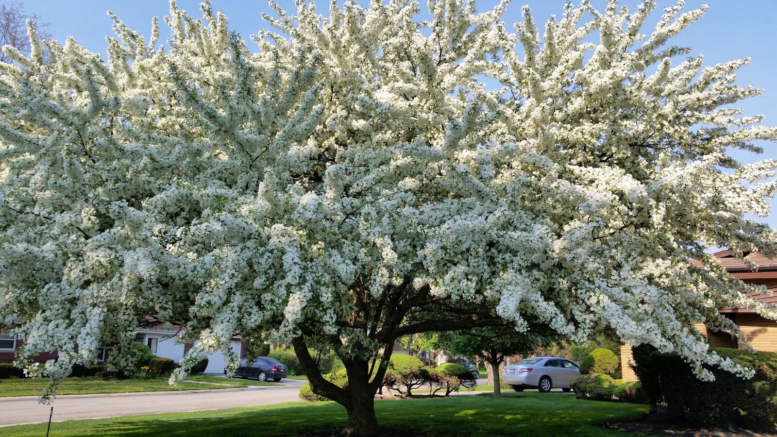 Samsung Galaxy S5 sample photo. Tree, blooming, blossom photography