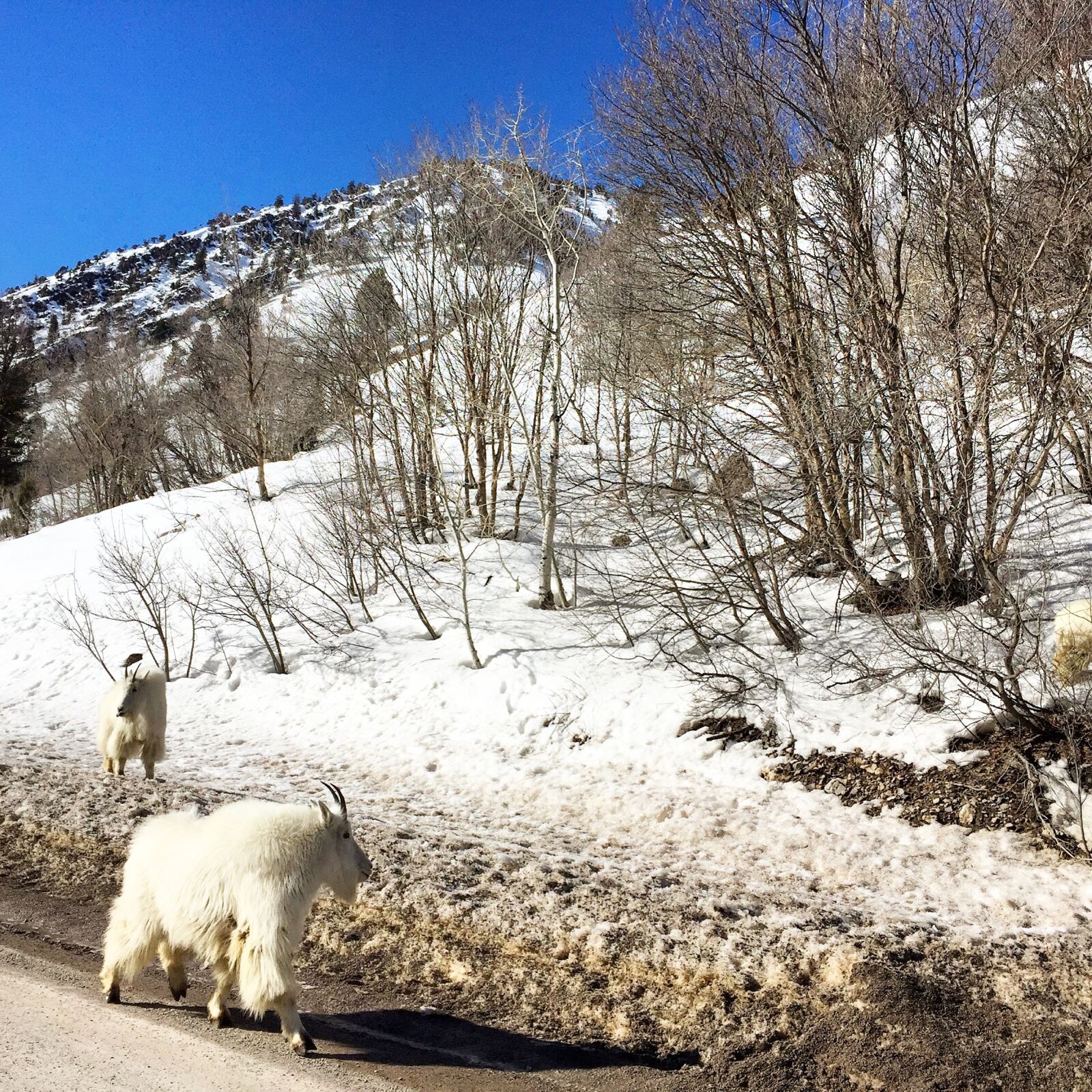 Apple iPhone 6 sample photo. Goats, snow, trees photography