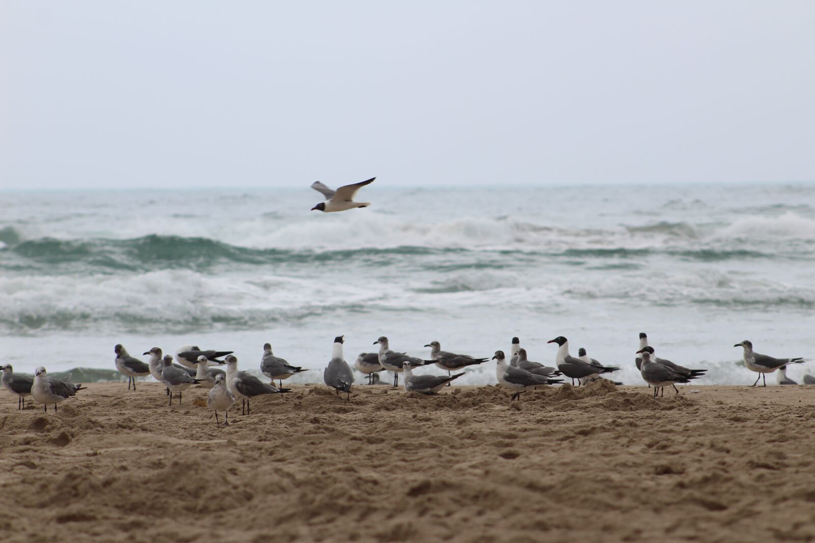 Canon EOS 1300D (EOS Rebel T6 / EOS Kiss X80) sample photo. Seagulls, sea, costa photography
