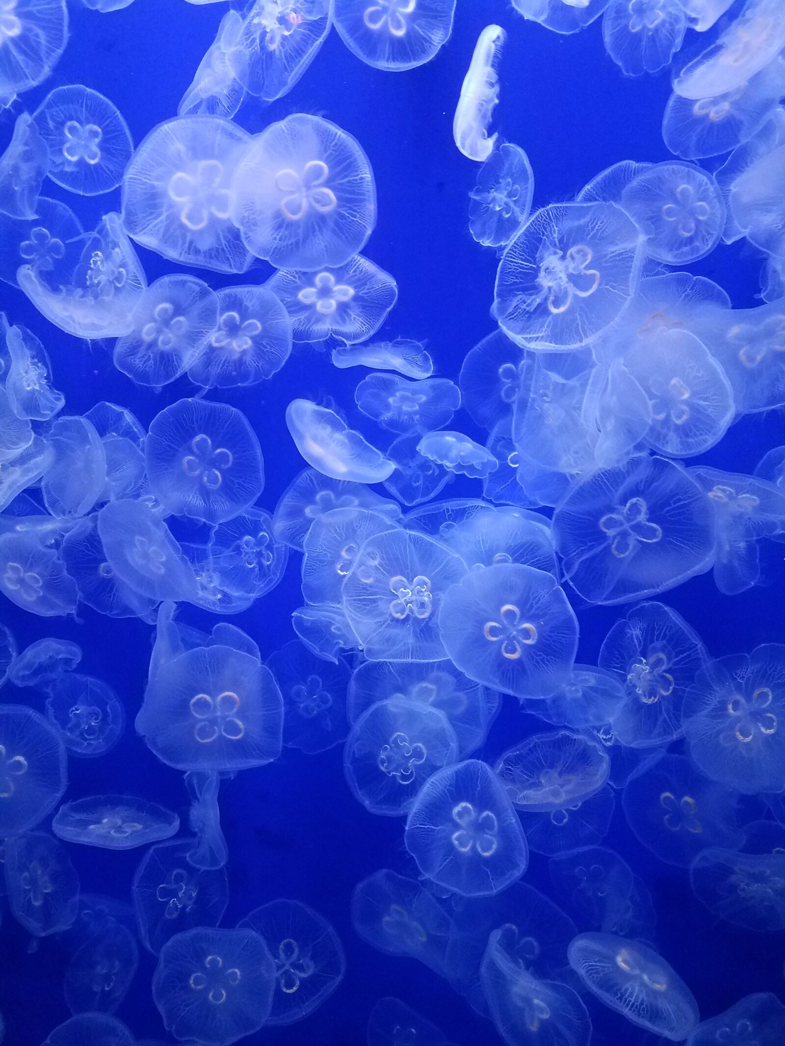 Samsung Galaxy S7 Edge sample photo. Marine, jellyfish, blue photography