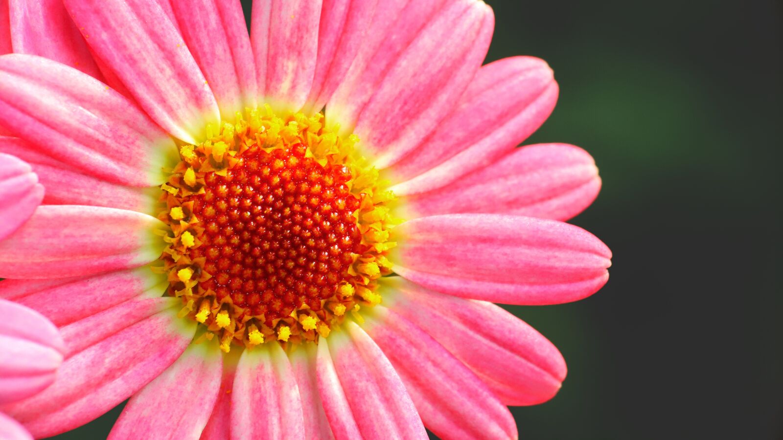Canon EOS 6D Mark II sample photo. Flower, macro, blooming photography
