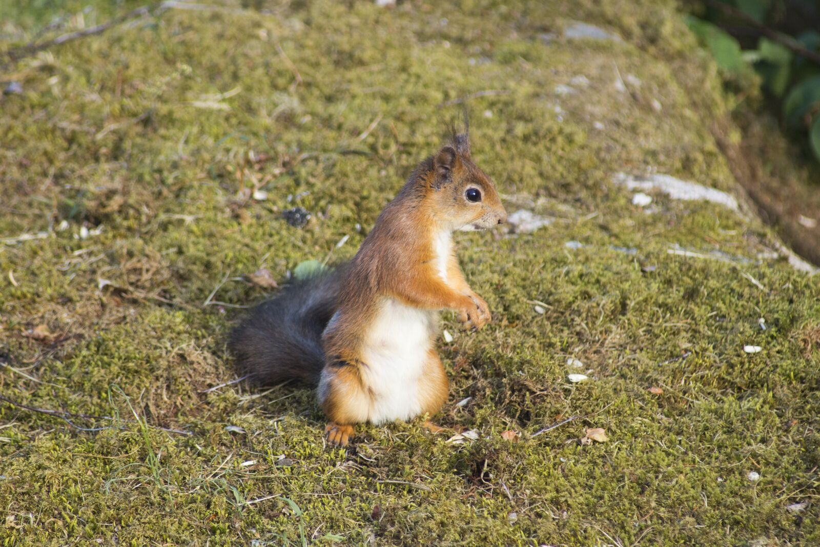 Canon EOS 700D (EOS Rebel T5i / EOS Kiss X7i) sample photo. Squirrel, animal, nager photography