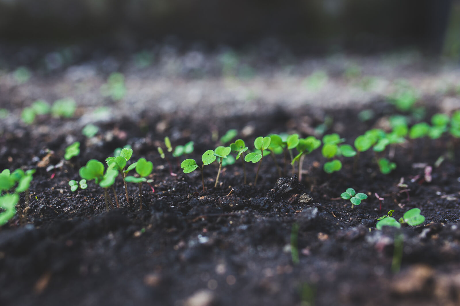 Canon EOS 6D + Sigma 35mm F1.4 DG HSM Art sample photo. Home, gardening, young, rucola photography