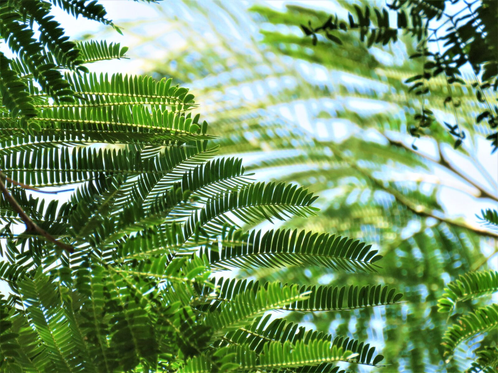 Canon PowerShot SX60 HS sample photo. Tree, leaves, fern photography
