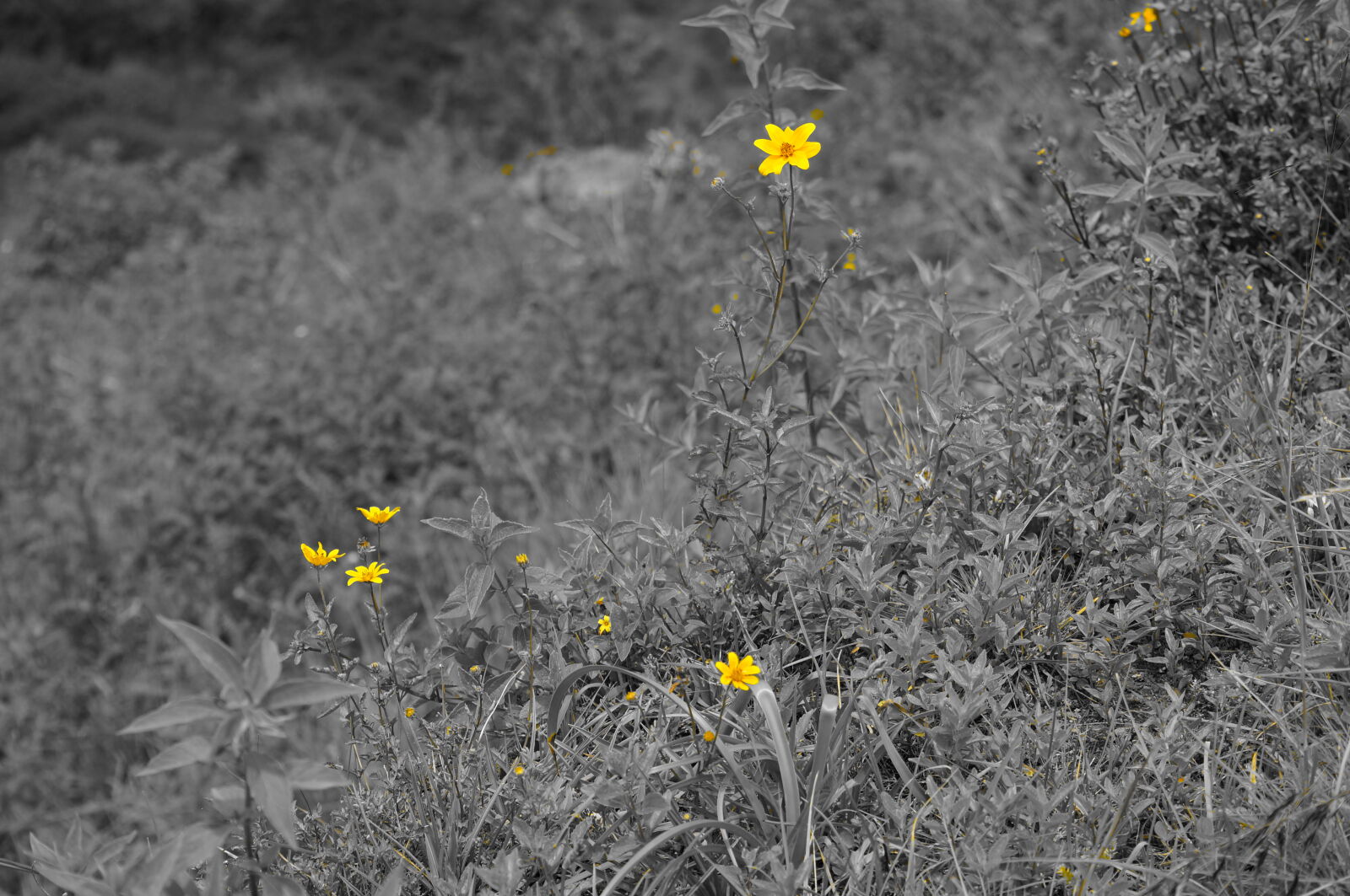 Sony Alpha NEX-F3 + Sony E 55-210mm F4.5-6.3 OSS sample photo. Beautiful, flowers, yellow photography