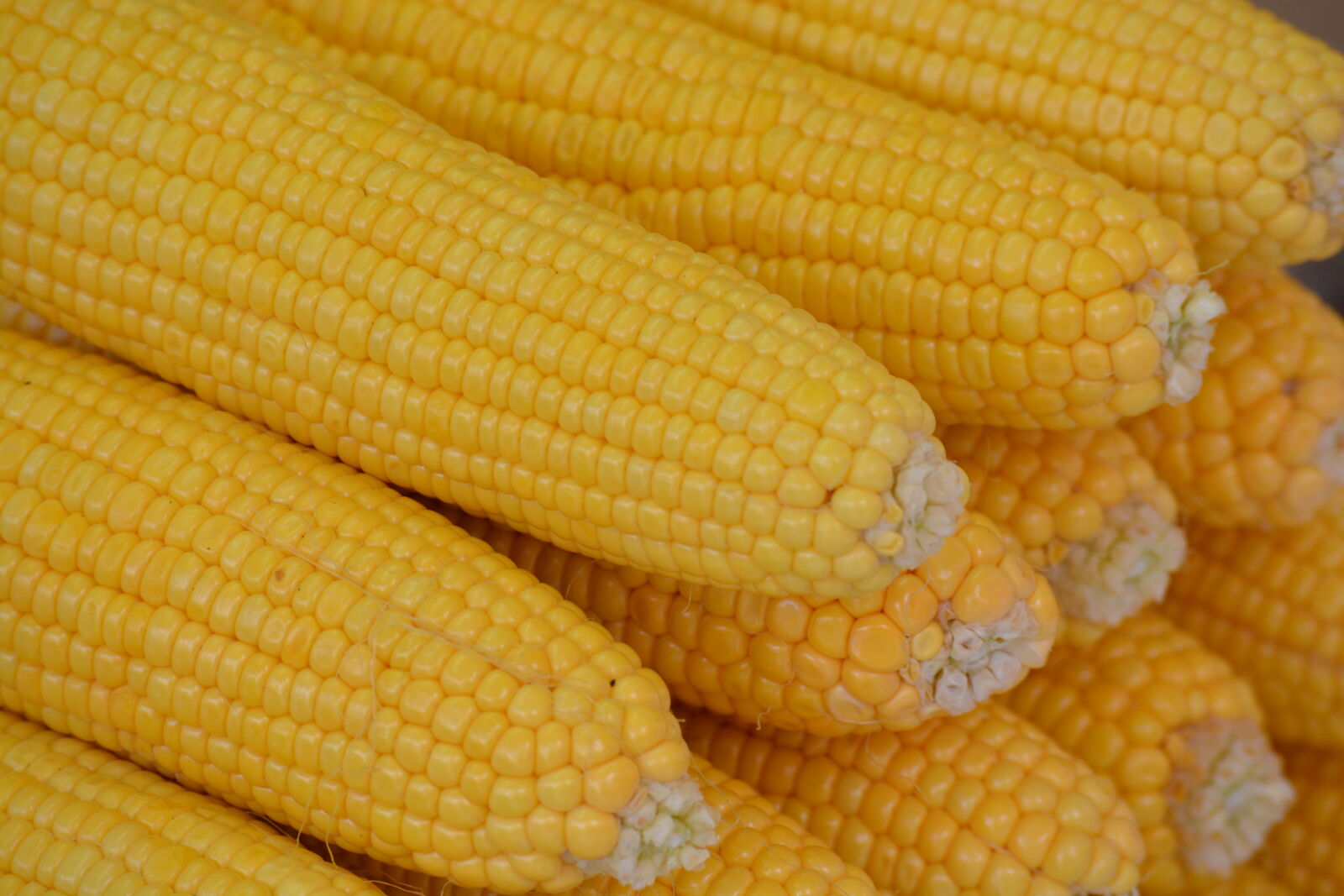 Nikon AF-S DX Nikkor 55-200mm F4-5.6G VR II sample photo. Corn, golden, yellow, yellow photography