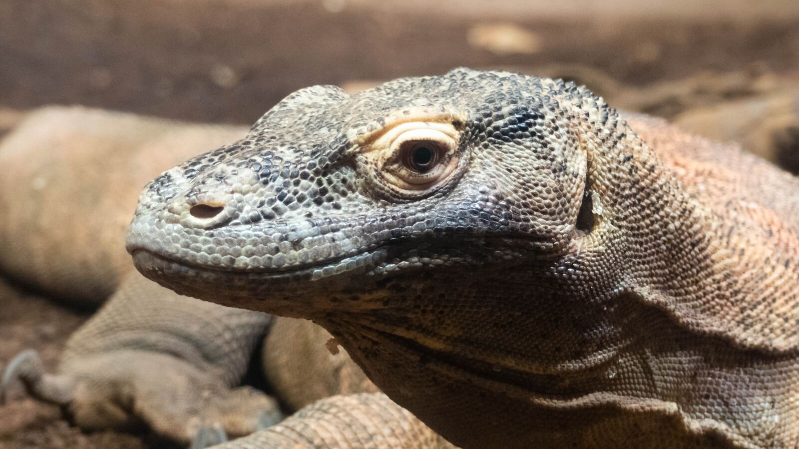 Panasonic Lumix DMC-FZ300 sample photo. Lizard, monitor, reptile photography